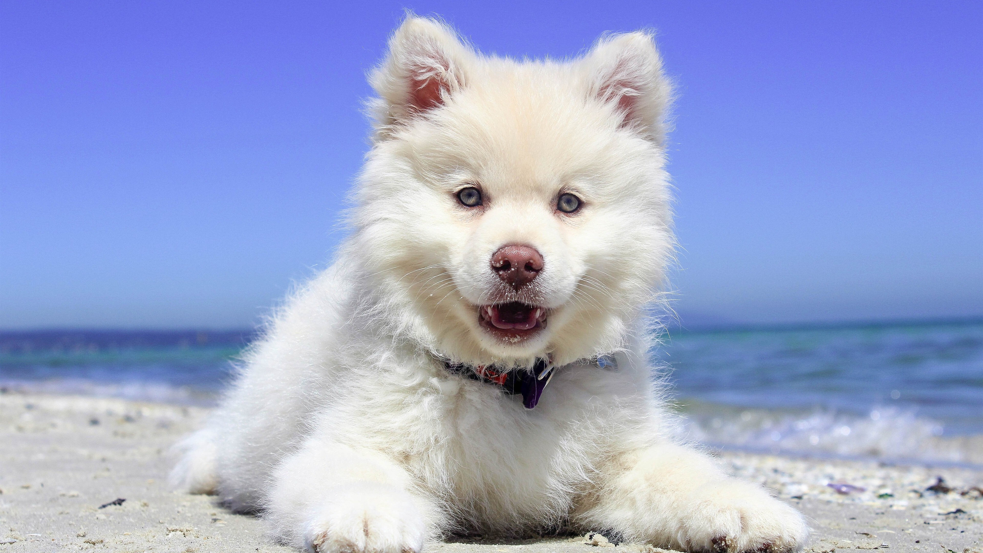 White Dog Puppy Sitting Beach