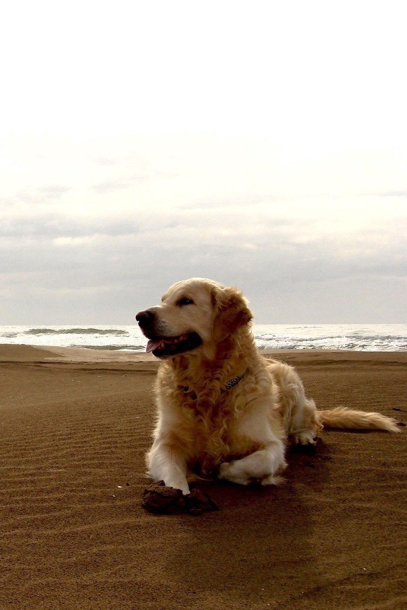 Download Wallpaper 800x1200 Dog, Labrador, Beach, Sand Iphone 4s 4 For Parallax HD Background