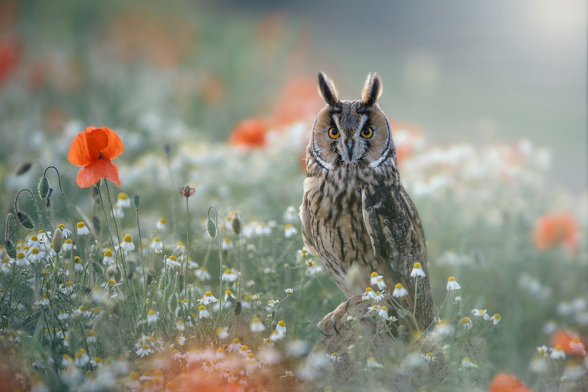 flowers, birds, owl, animals Gallery HD Wallpaper