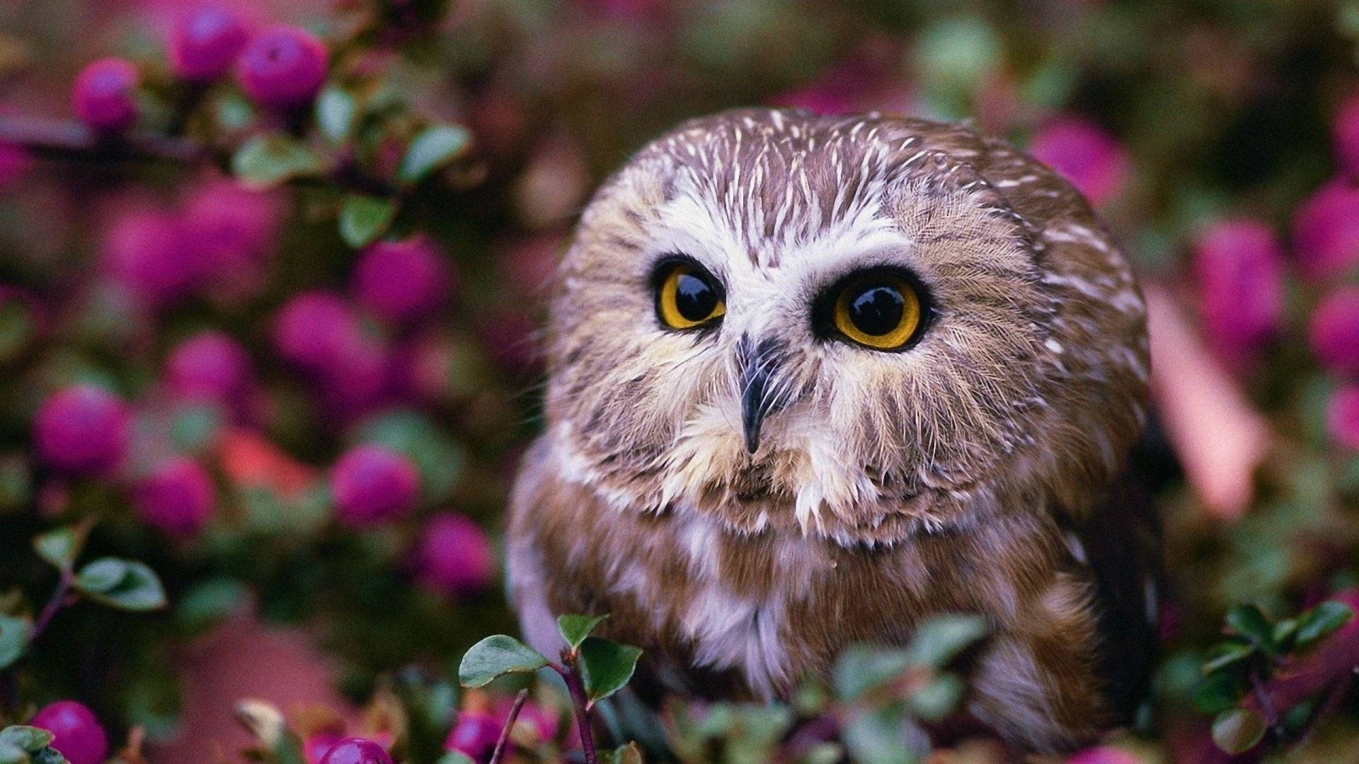 Download Baby Owl With Flowers Wallpaper