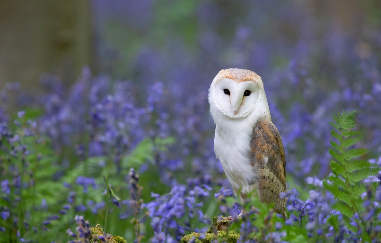 Owl And Flowers Wallpapers - Wallpaper Cave