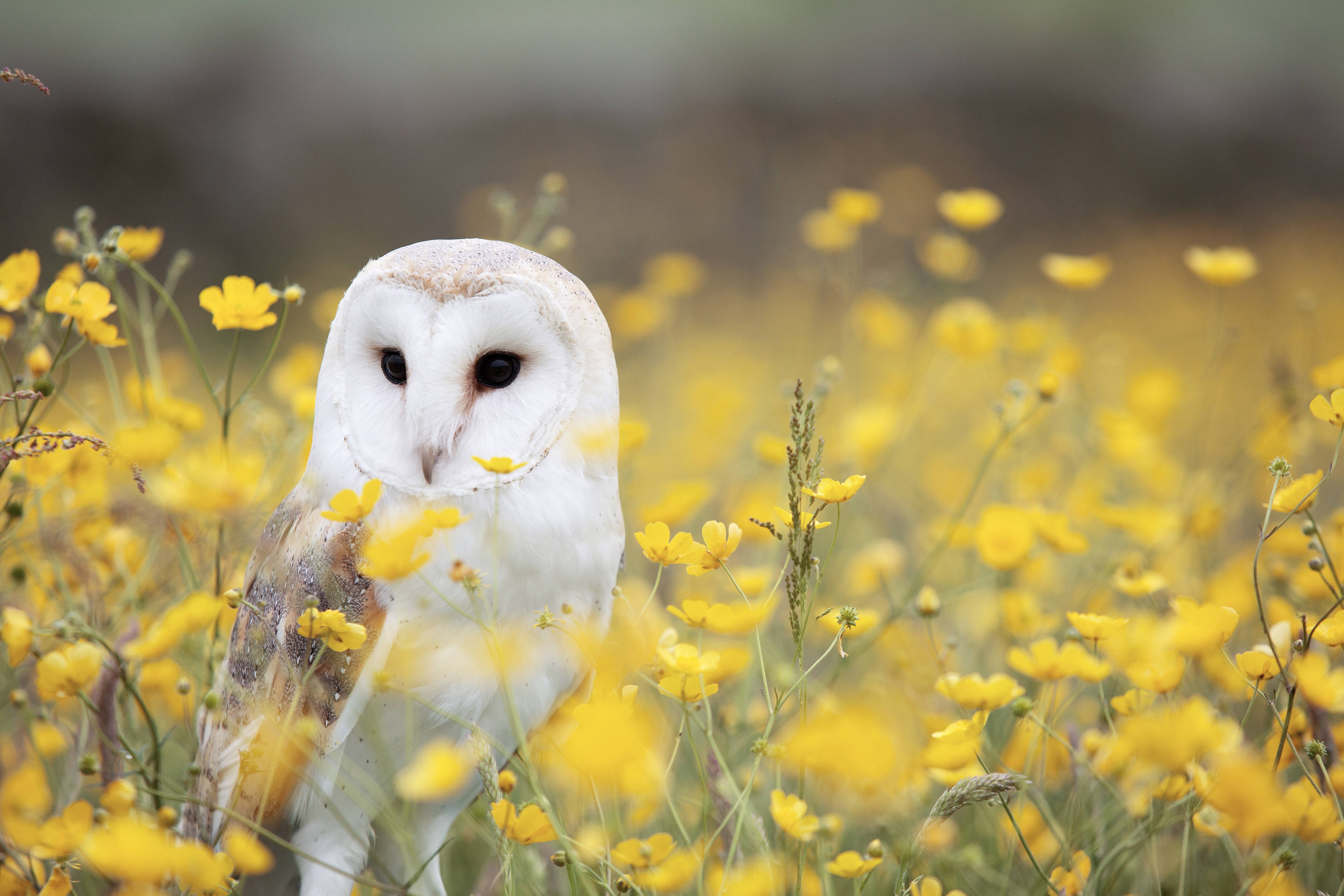 outdoors, flowers, grass, animal, field, owl, bird Gallery HD Wallpaper