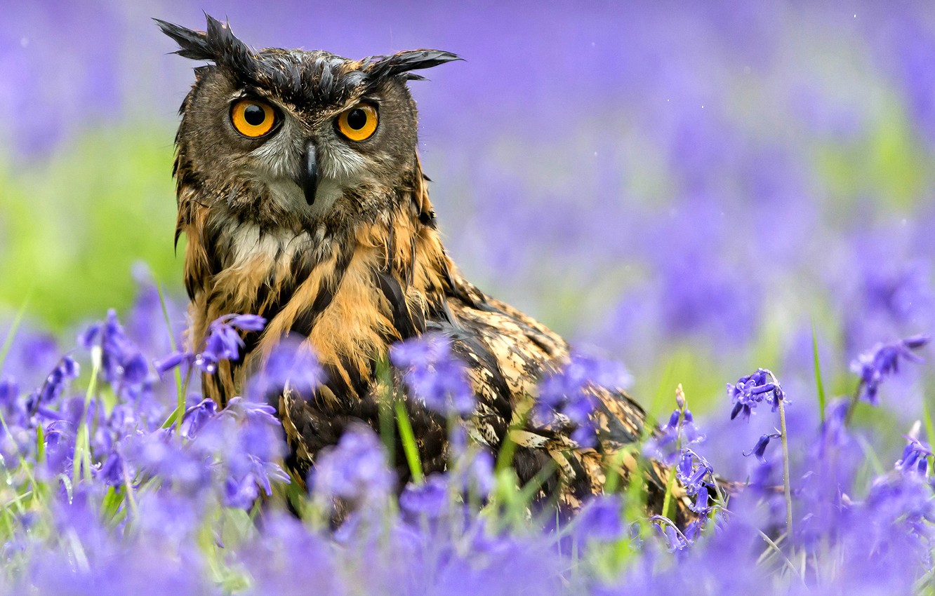 Wallpaper flowers, rain, owl, bird, spring, Owl image for desktop, section животные