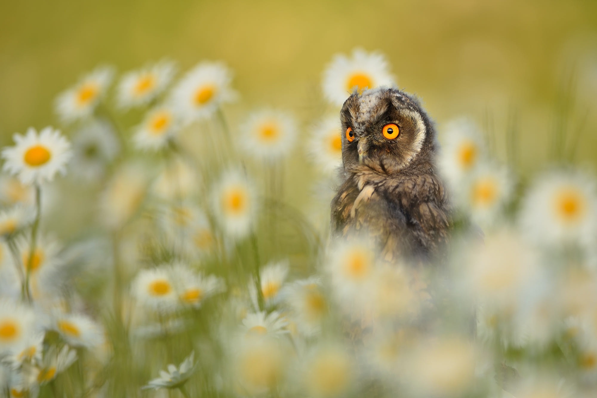 HD desktop wallpaper: Birds, Owl, Flower, Bird, Animal, Chamomile download free picture