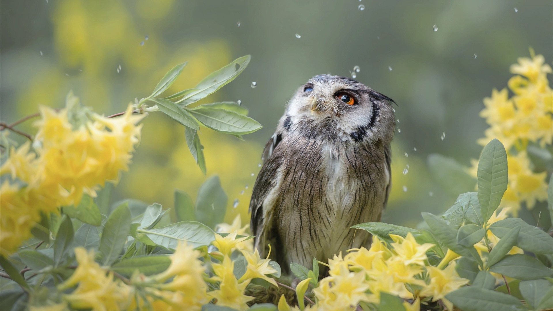 Wallpaper Owl, rain, yellow flowers 1920x1200 HD Picture, Image