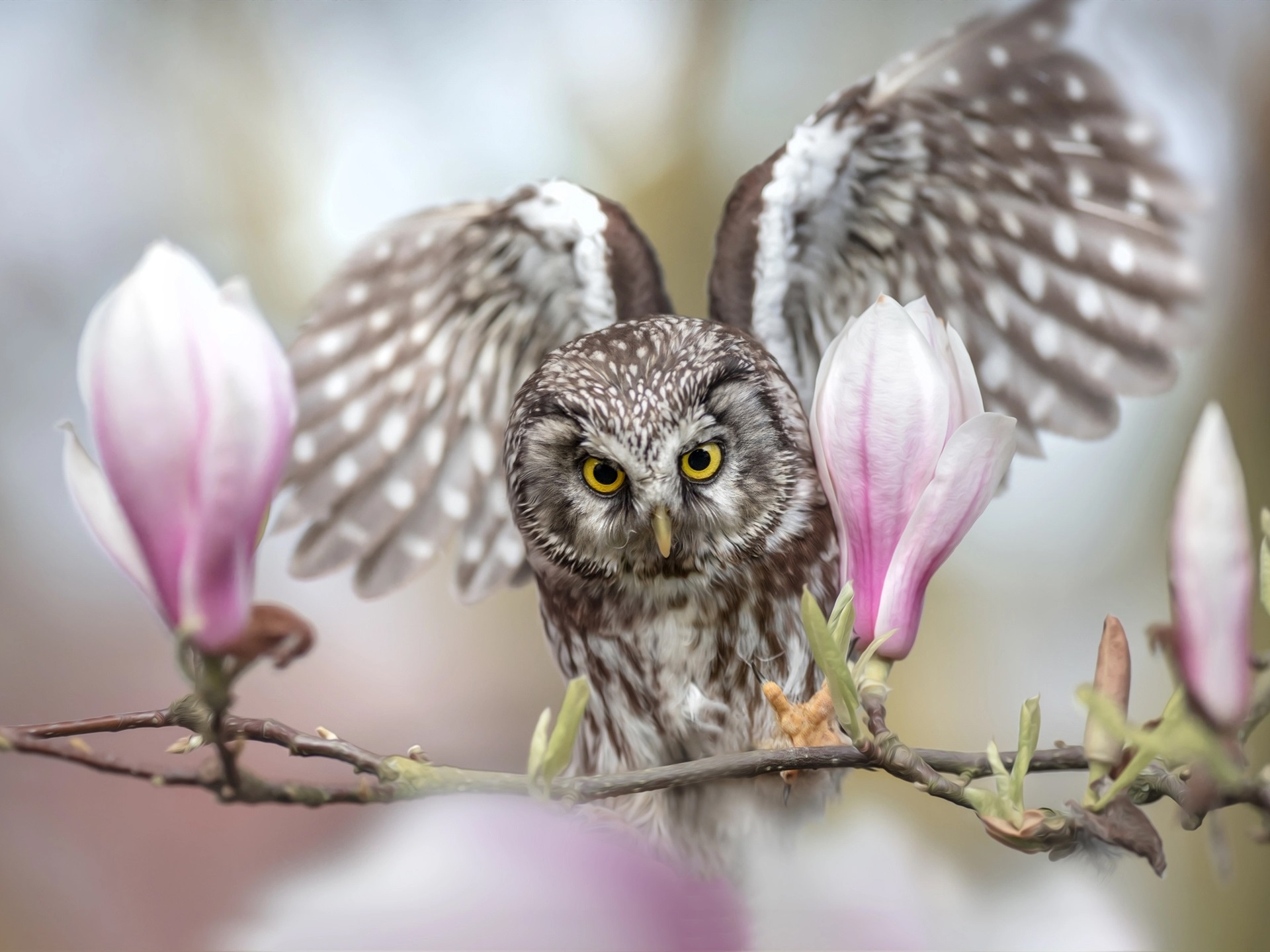 Wallpaper Owl and magnolia flowers 1920x1440 HD Picture, Image
