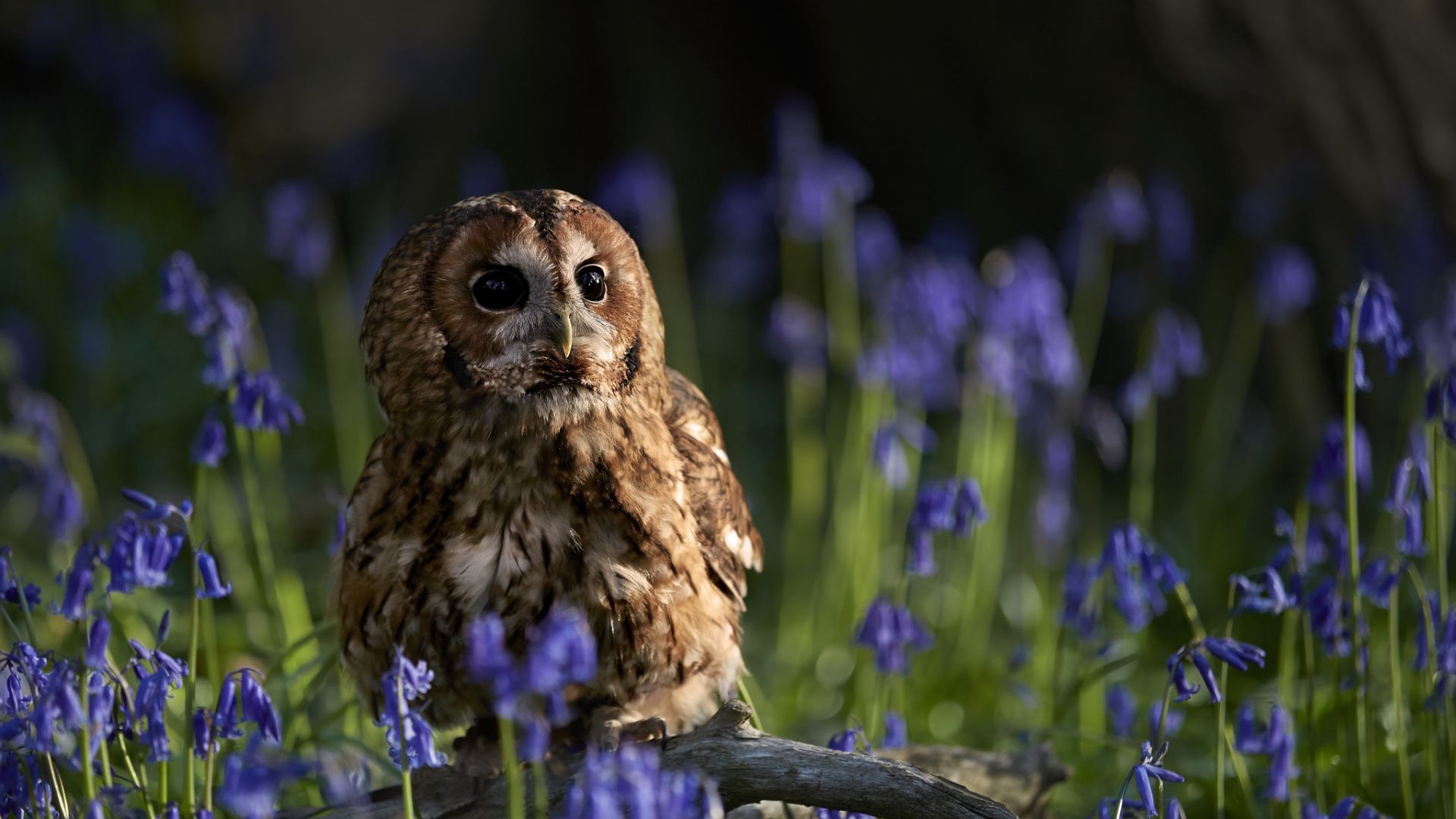 Owl And Flowers Wallpapers - Wallpaper Cave