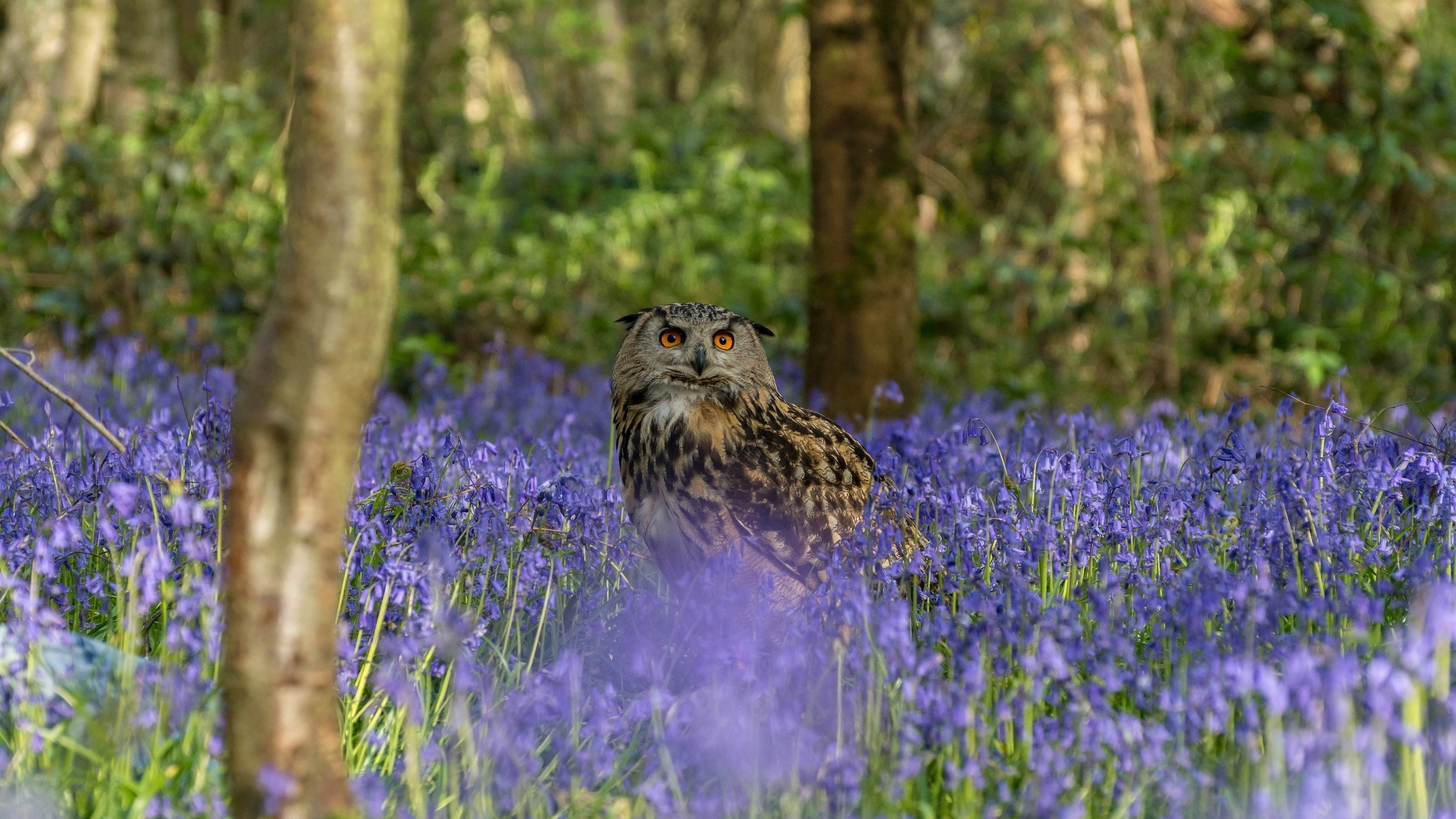 Wallpaper / birds, flowers, nature, plants, animals, owl free download