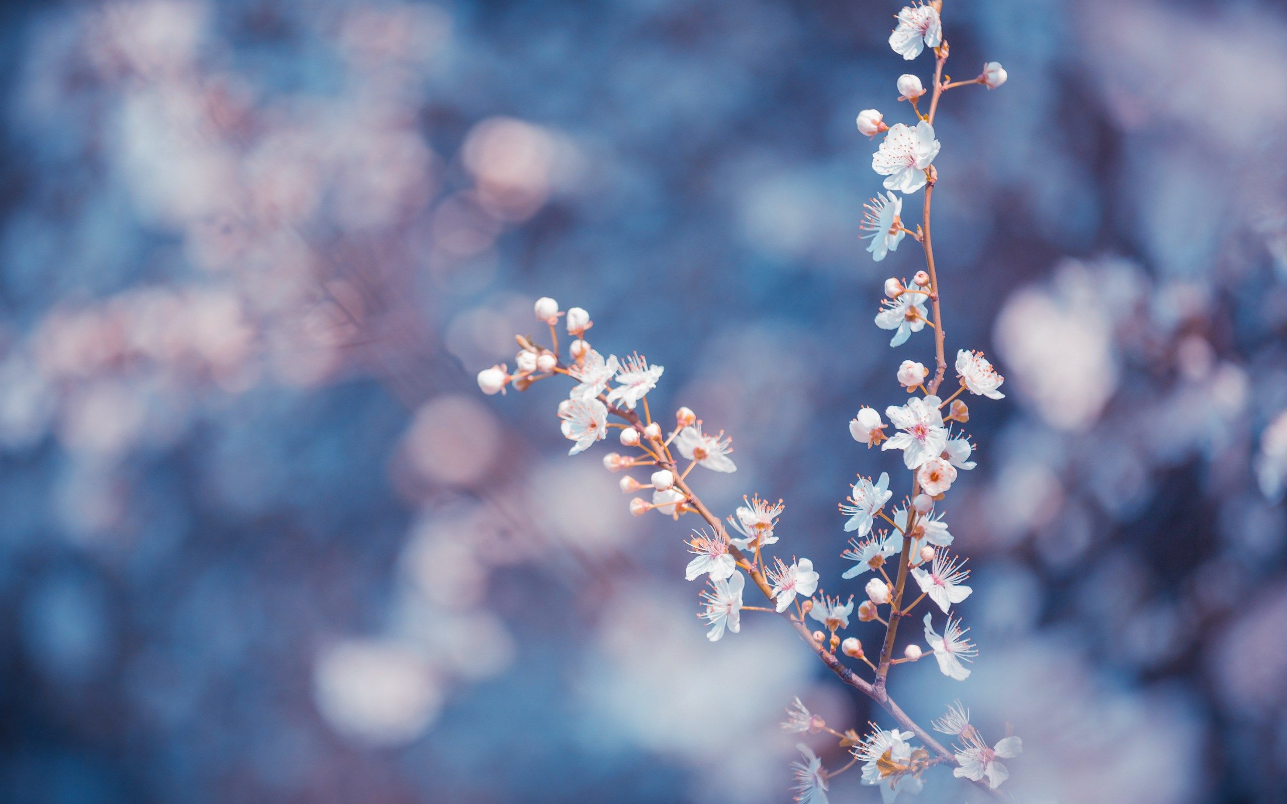 Blue Flower Aesthetic Desktop Wallpaper