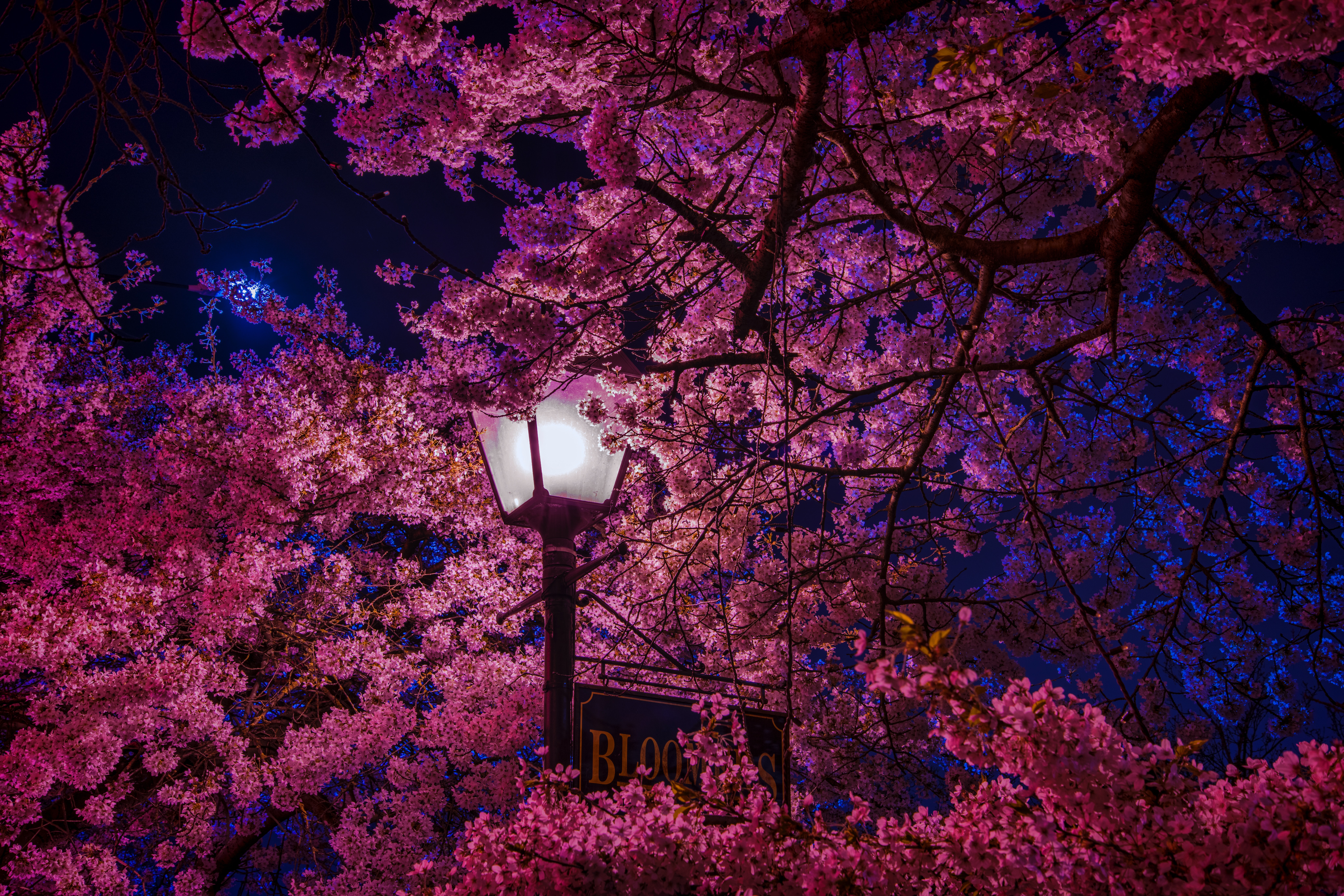 Beautiful pink and white cherry blossom wallpaper pack