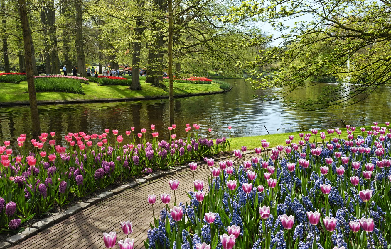 Wallpaper summer, water, flowers, pond, tulips, Park, Netherlands, Netherlands, Keukenhof, Garden of Europe image for desktop, section природа