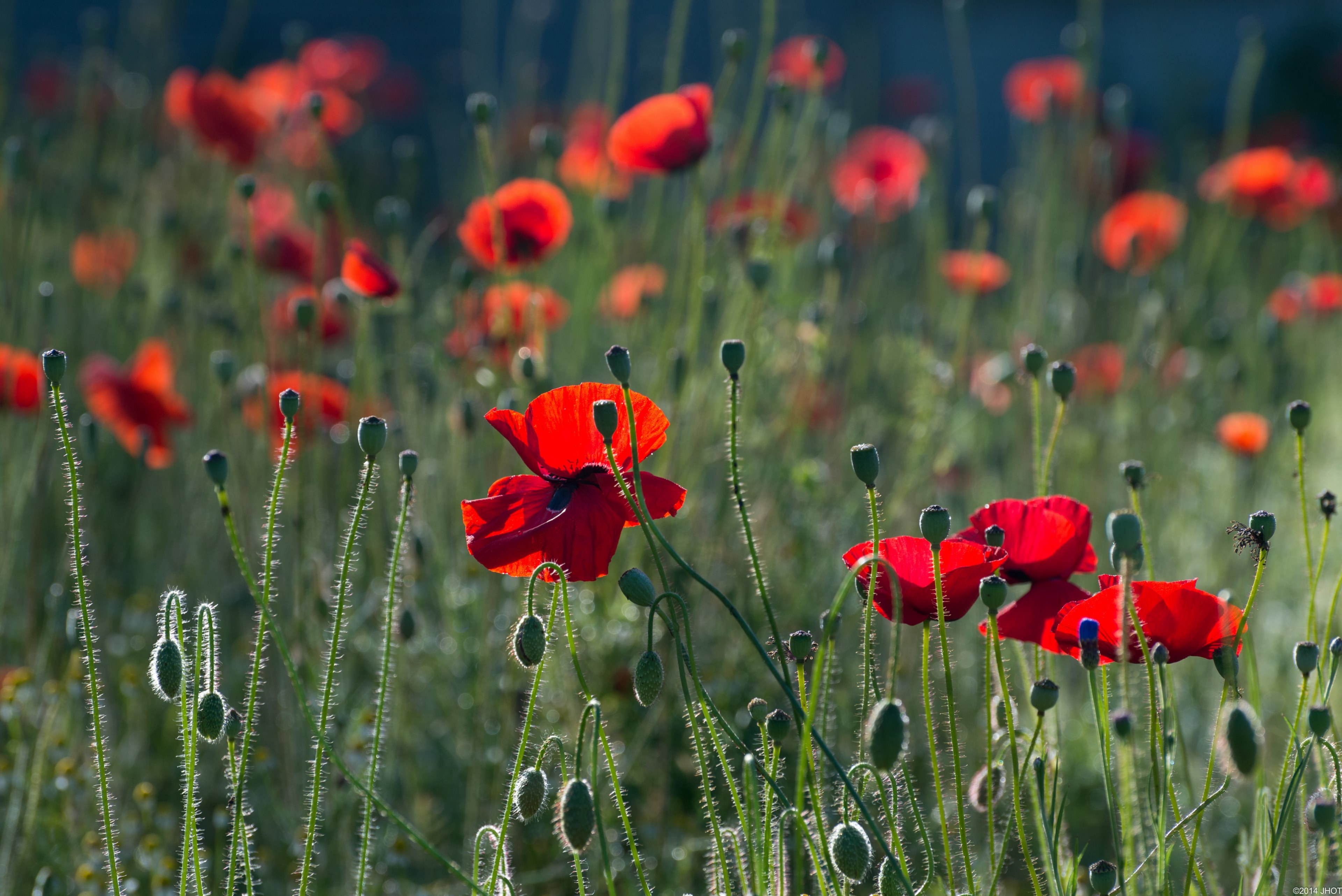 Wallpaper / poppies flowers nature summer netherlands 4k wallpaper free download