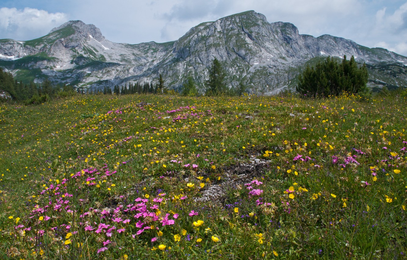 Wallpaper summer, grass, trees, flowers, mountains, Austria, Alps image for desktop, section пейзажи