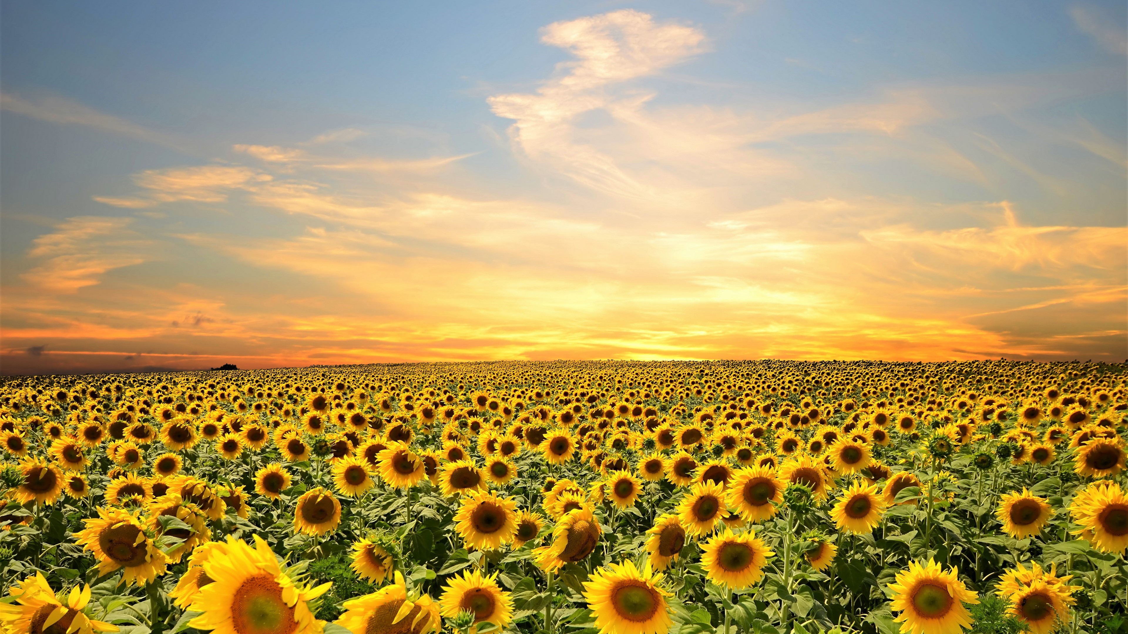Field, Flower, Sky, Summer, Sunflower, Yellow Flower 4k, HD Wallpaper