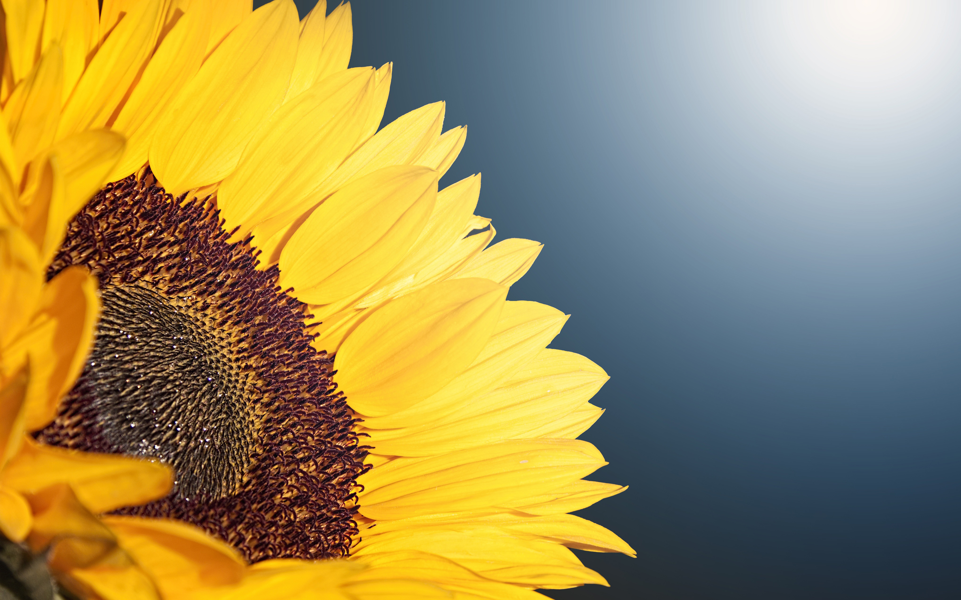 Wallpaper 4k Sunflower 4K Wallpaper