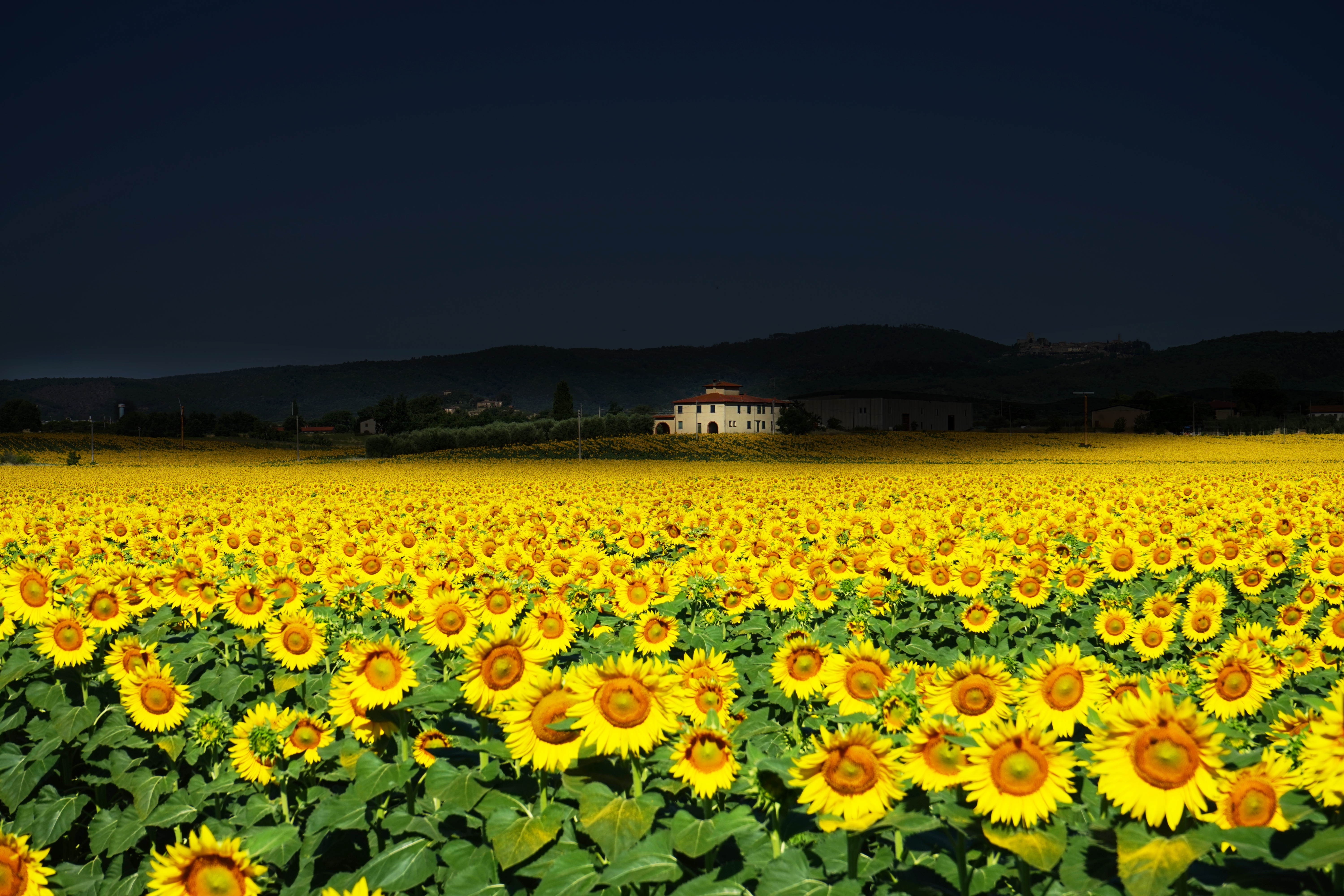 4K Sunflower Wallpaper and Background Image