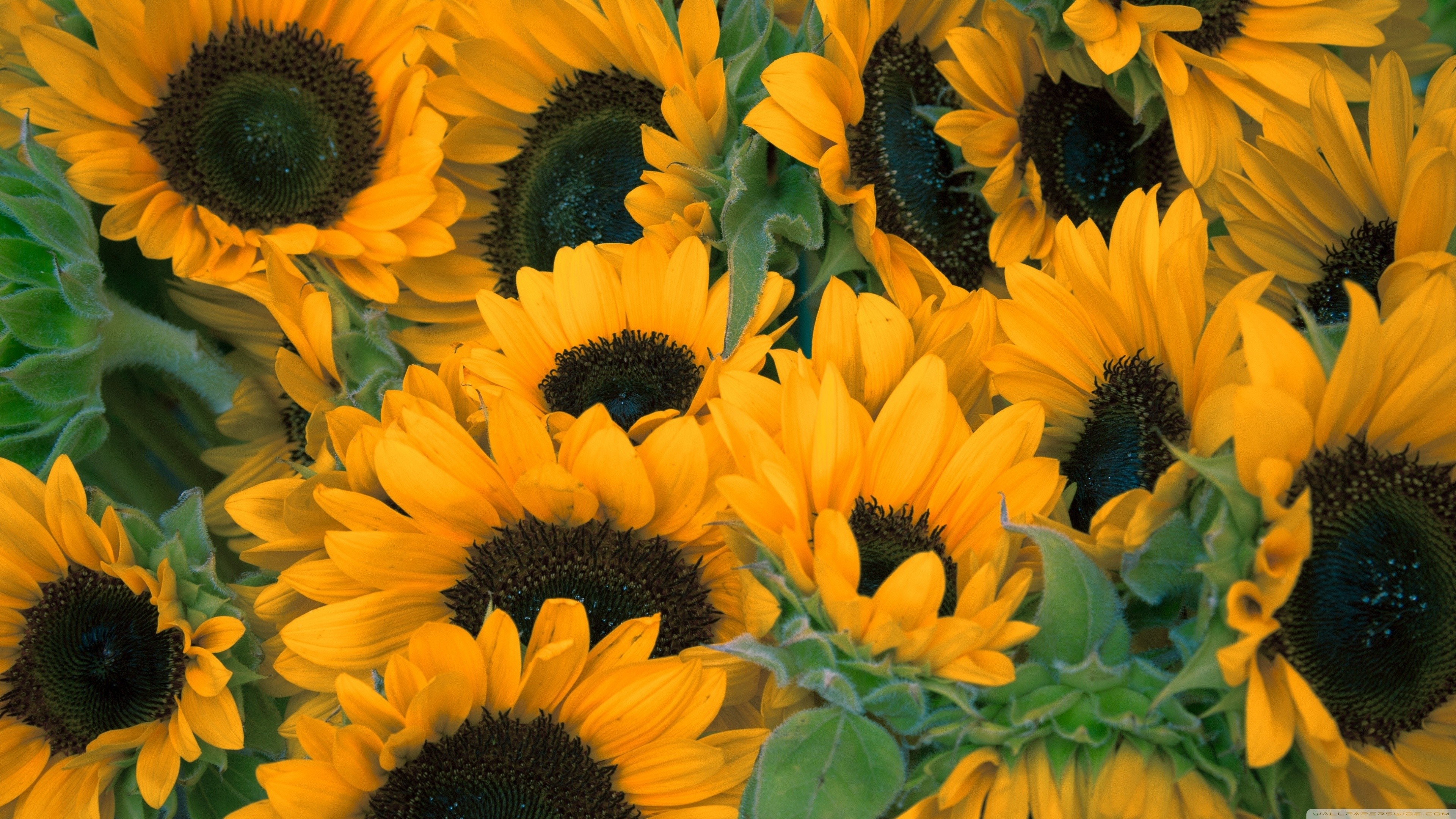 Sunflower Wallpaper