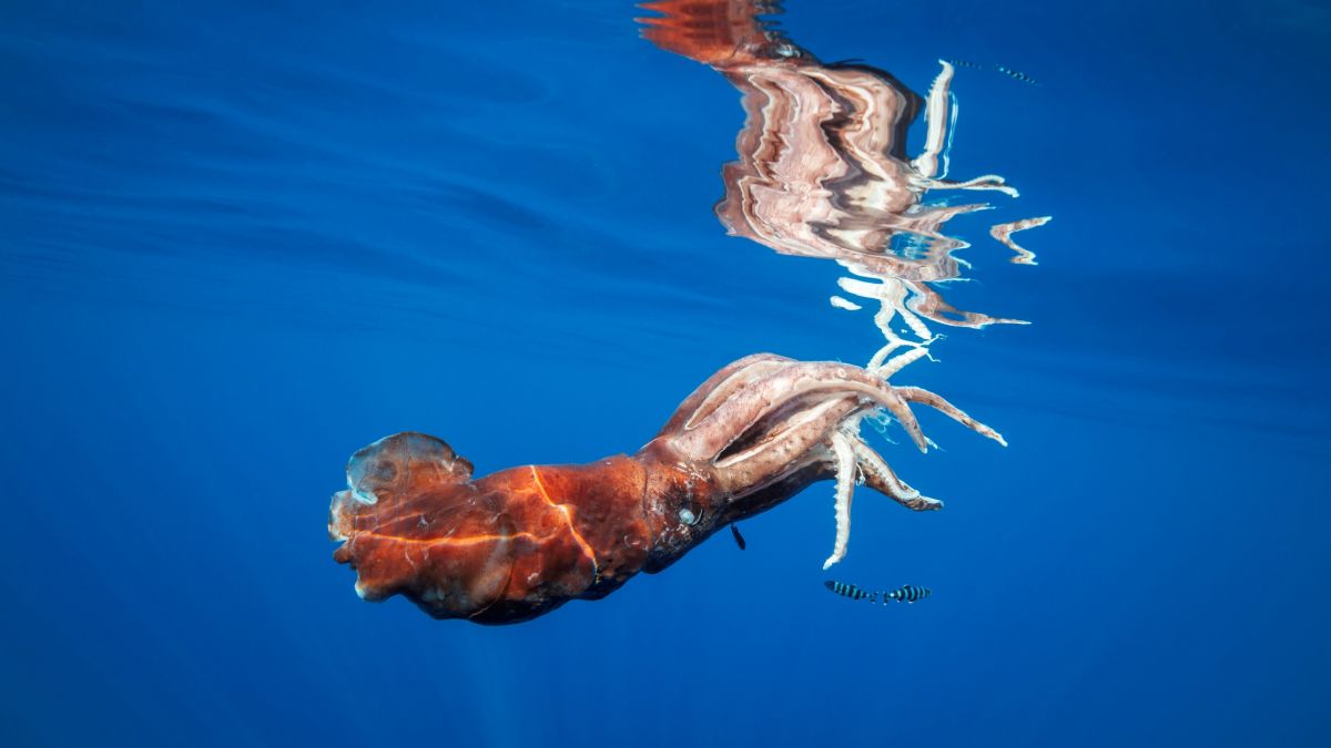 Giant Squid: The Real Life Ocean Kraken