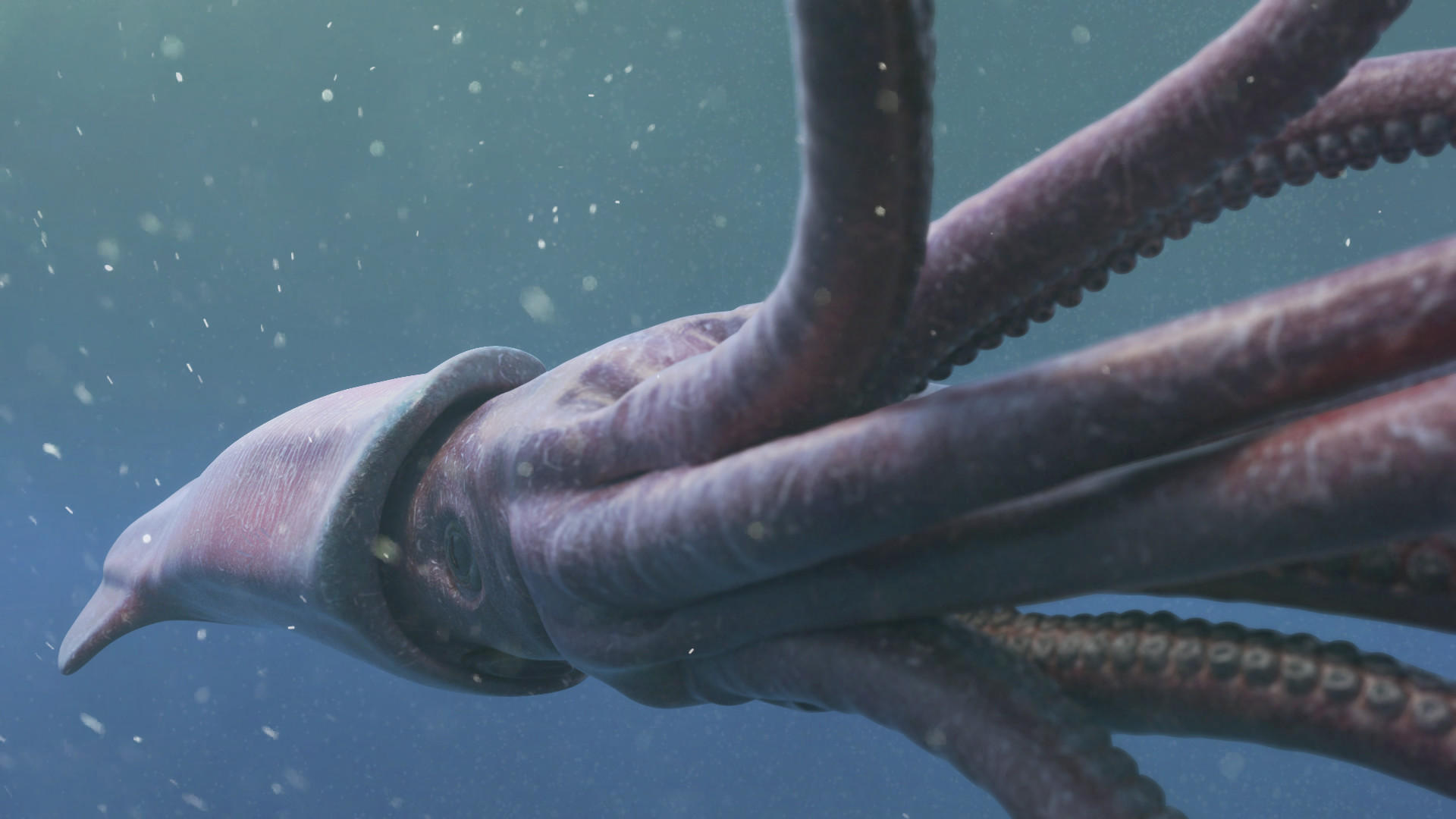 Giant Squid