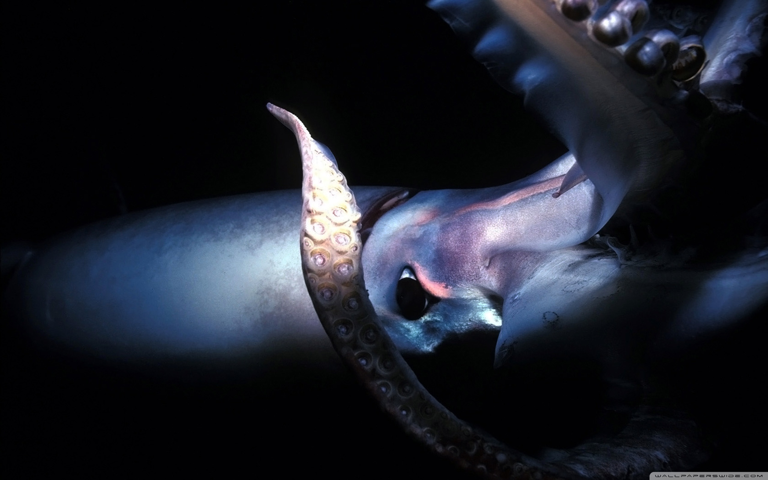 Giant Squid Deep Sea Ultra HD Desktop Background Wallpaper for 4K UHD TV