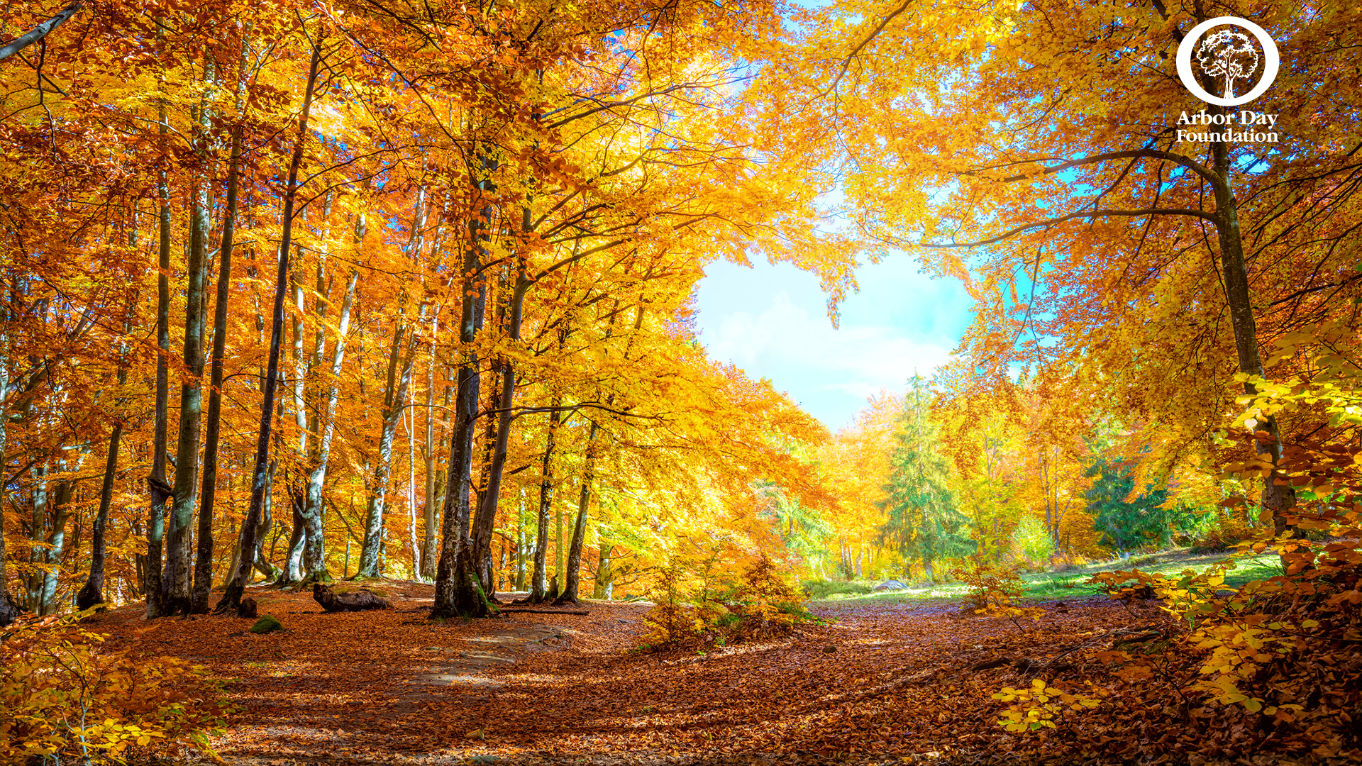 Virtual Background at arborday.org