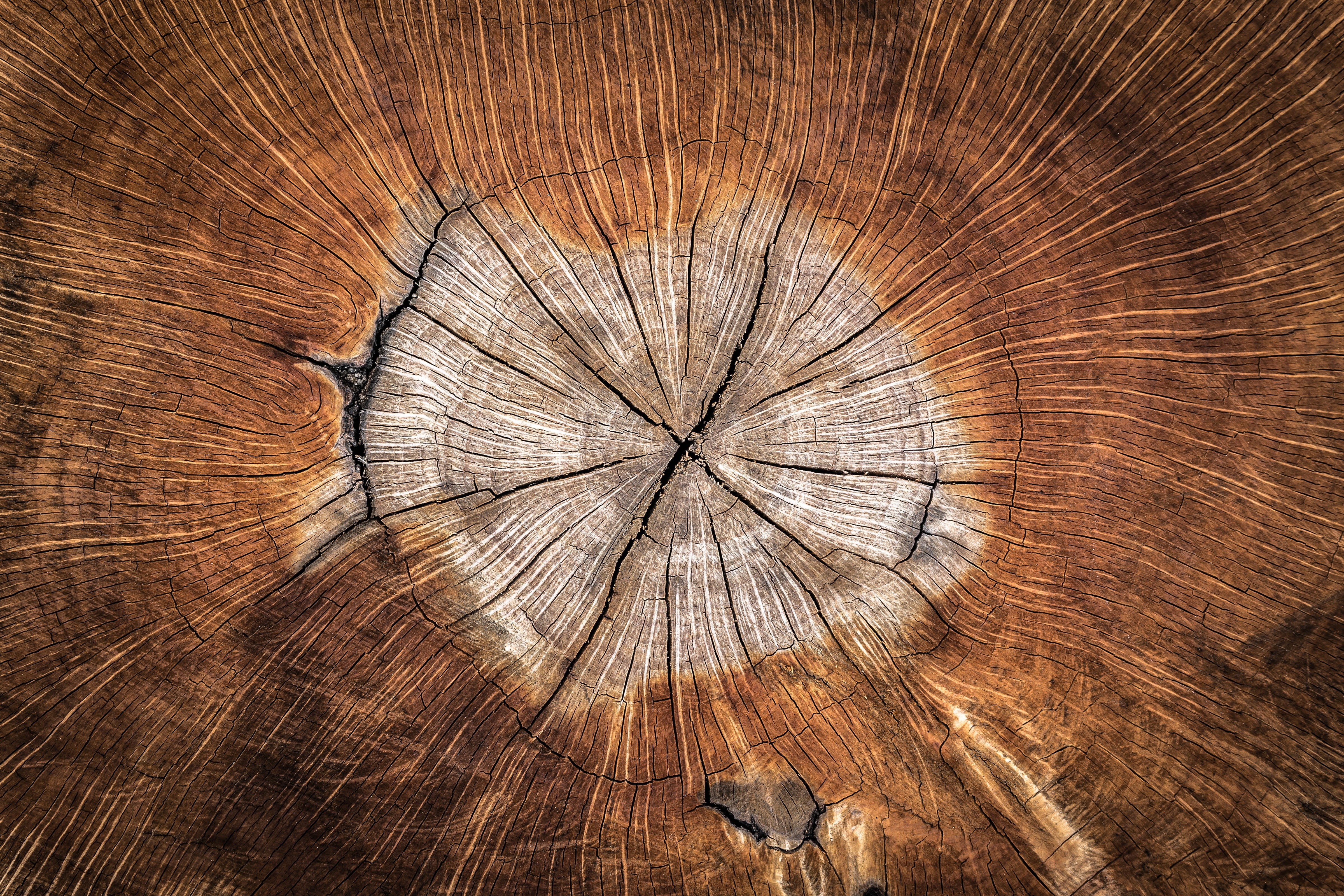 Wallpaper / hardwood, background, concentric, old, background, annual zone, textured effect, textured, nature, tree Ring, tree stump, texture, rough, 4K, day, circle free download
