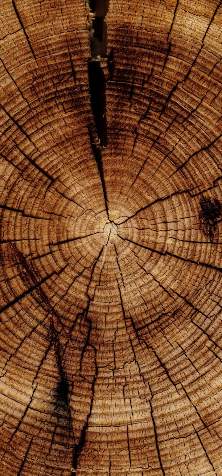 Trunk Tree Texture Wallpaper - [720x1544]