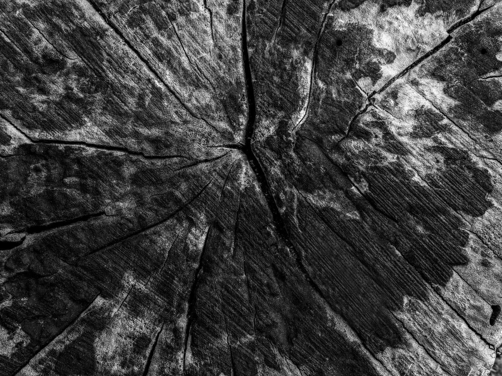 Black and white tree stump