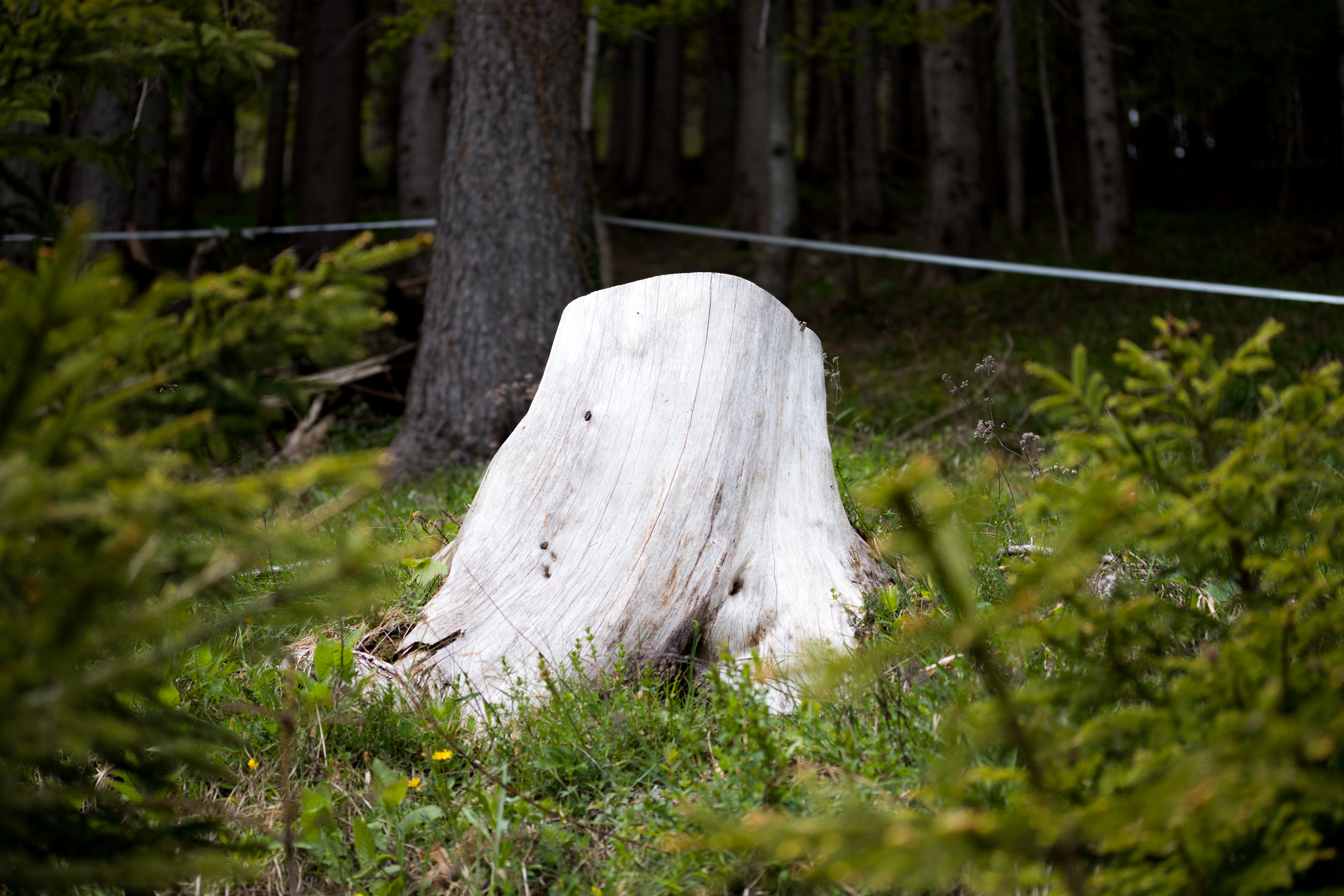 Wallpaper, nature, trees, tree stump 6000x4000