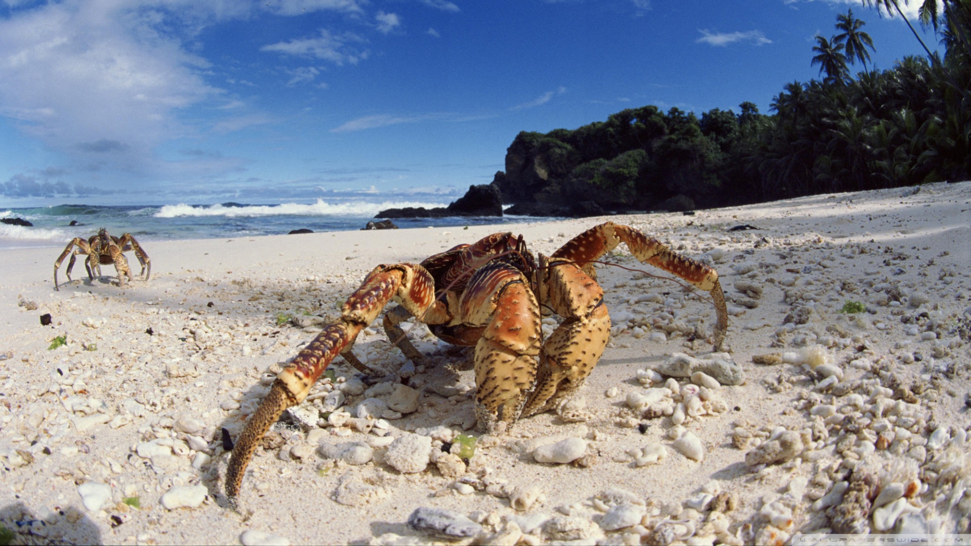 Coconut Crab On Beach Christmas Island Indian Ocean Ultra HD Desktop Background Wallpaper for 4K UHD TV, Widescreen & UltraWide Desktop & Laptop, Tablet