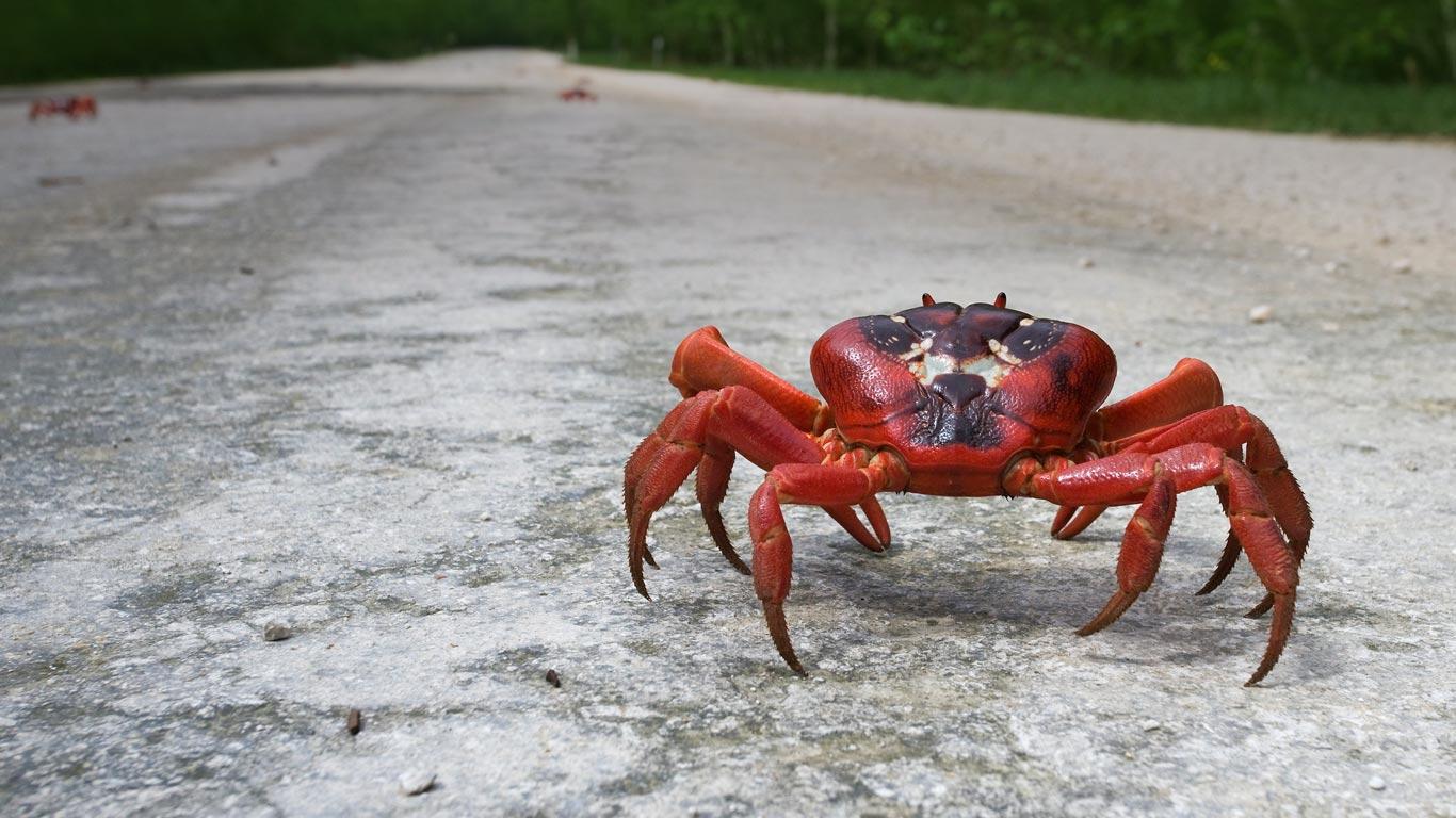 Free download Bing Image Christmas Crab Christmas Island Red Crab Gecarcoidea [1366x768] for your Desktop, Mobile & Tablet. Explore Bing Christmas Wallpaper. Bing Background, Bing Wallpaper Christmas Picture, Bing