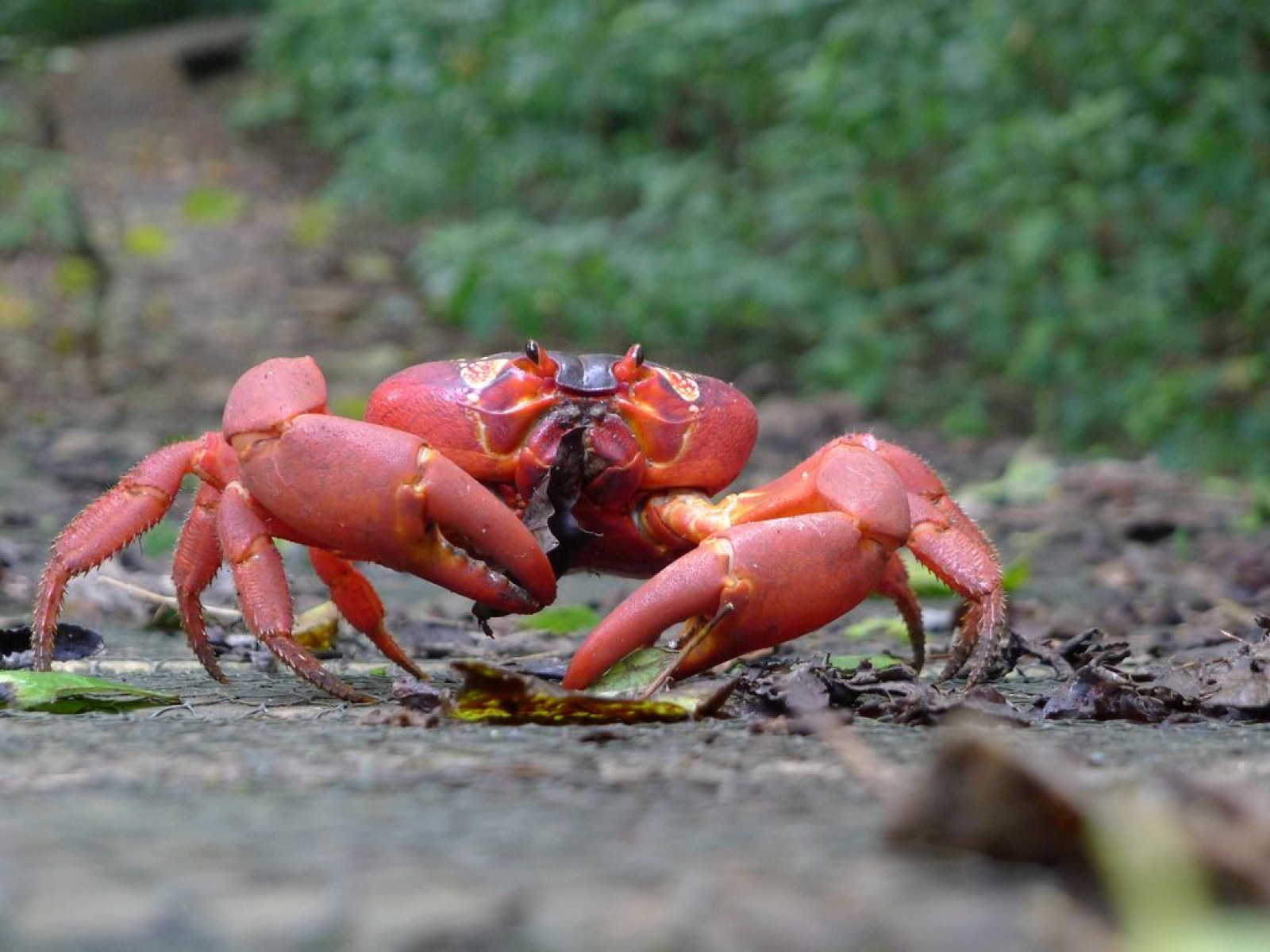 Google Street View Captures Incredible Migration of 10 Million Stunning Red Crabs to Christmas Island