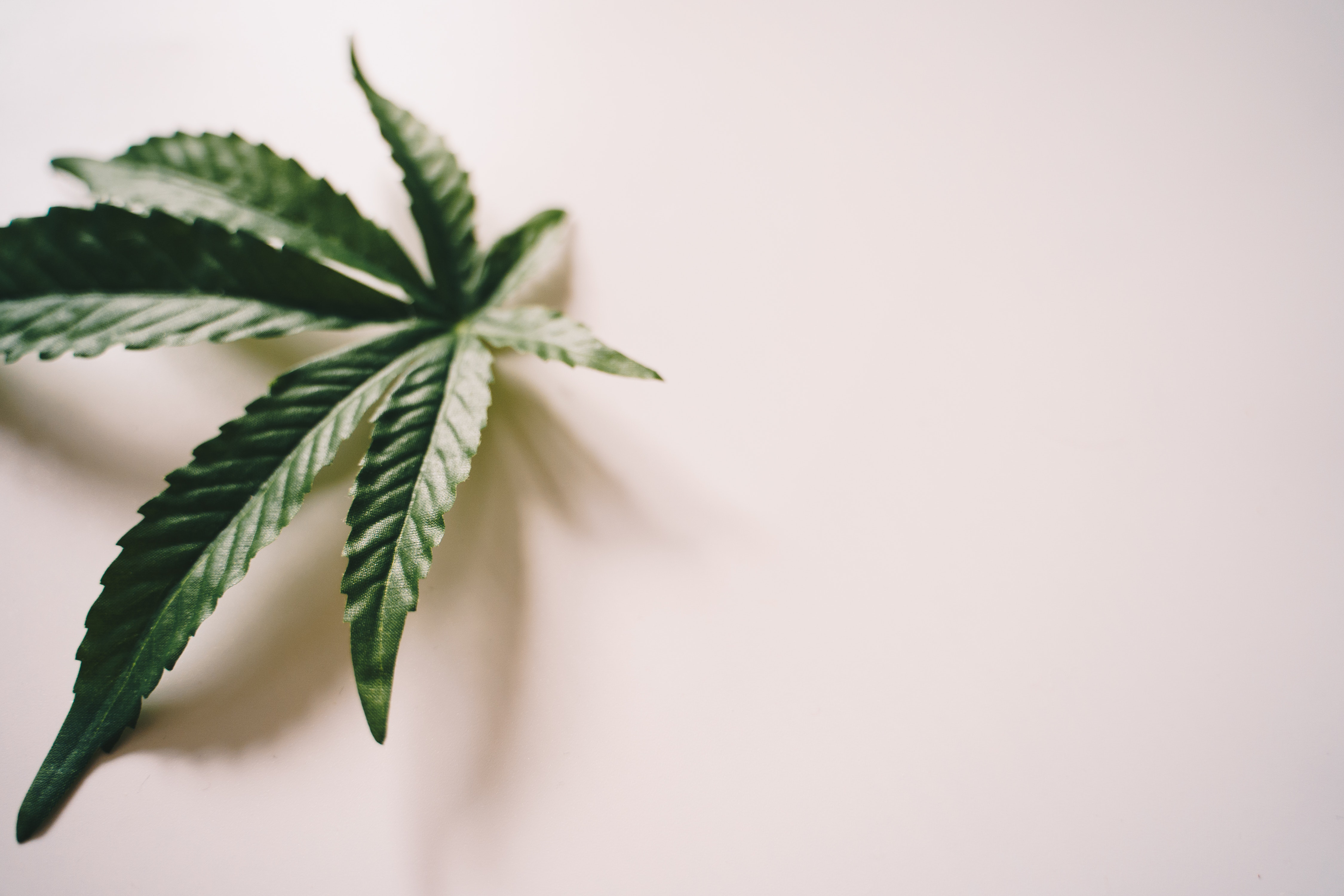 Cannabis Leaf Photo, Download The BEST Free Cannabis Leaf & HD Image