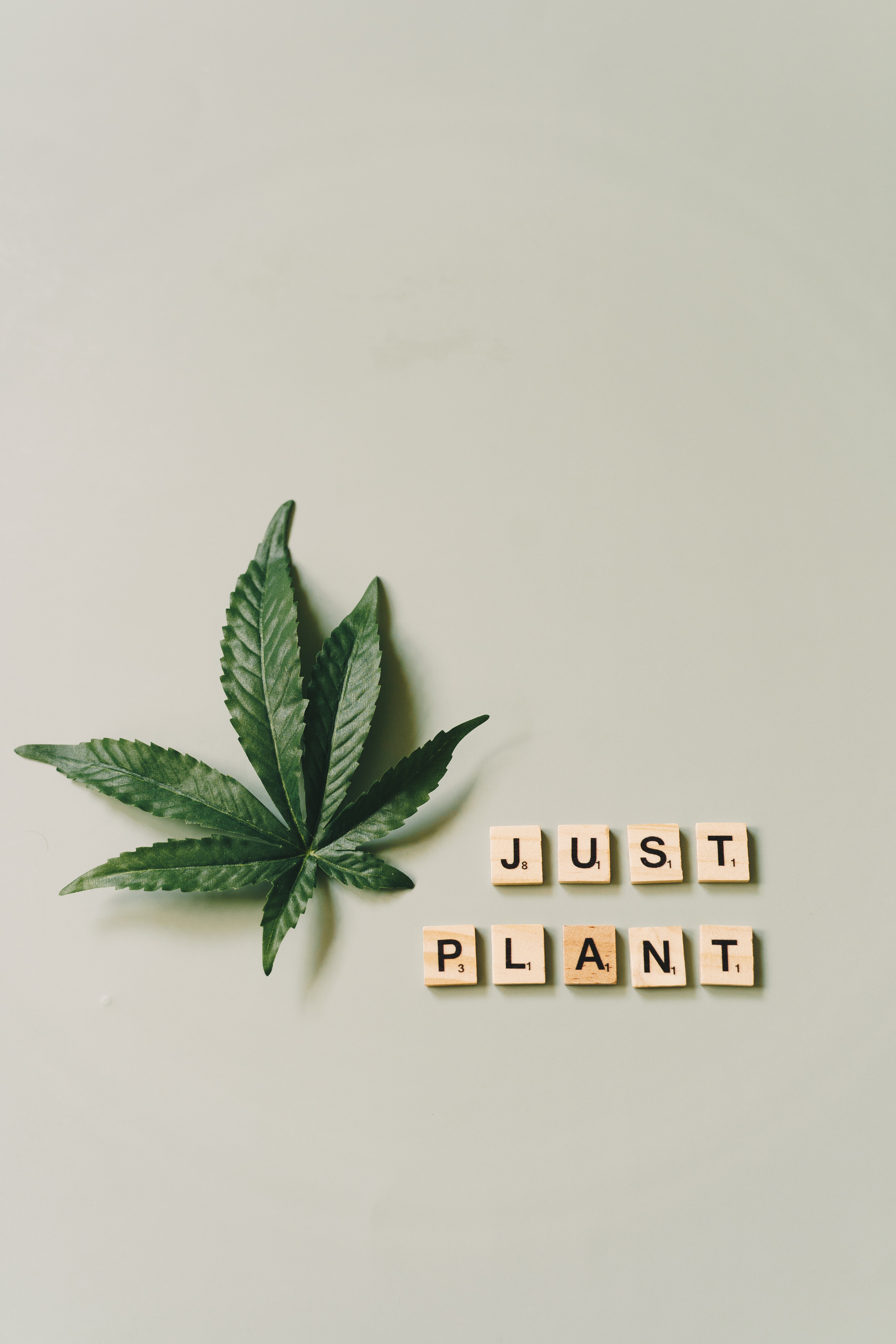 Marijuana Leaf Photo, Download The BEST Free Marijuana Leaf & HD Image