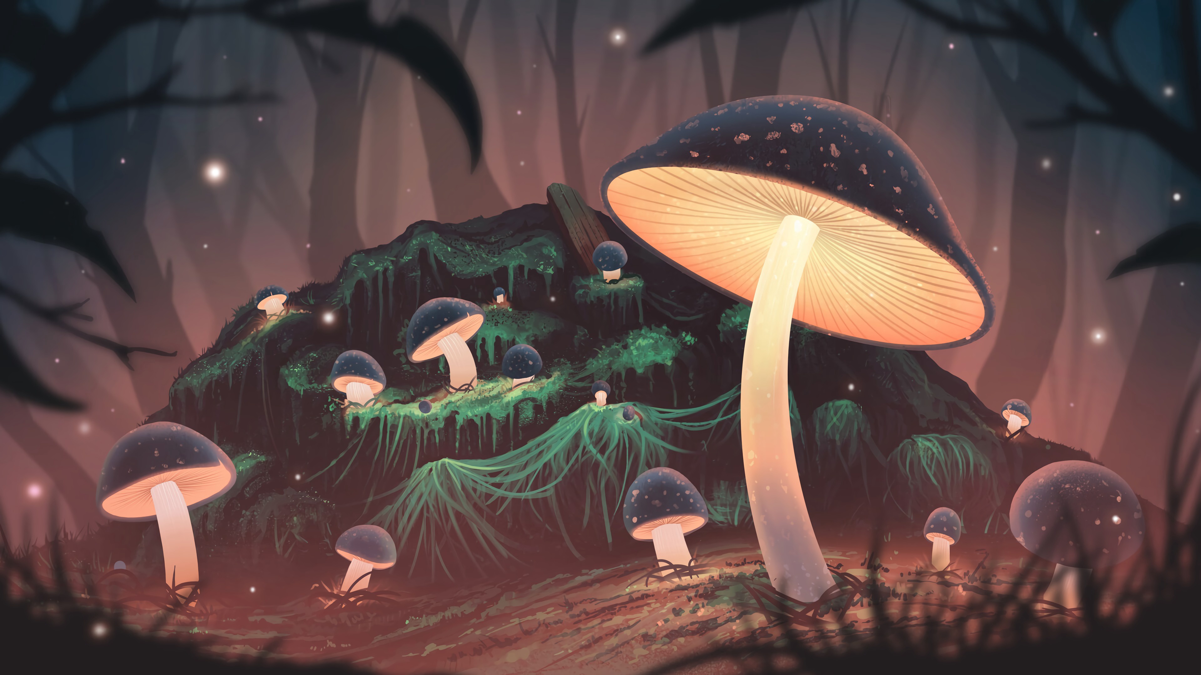Mushroom 4K, Mushroom, Night, Forest Gallery HD Wallpaper