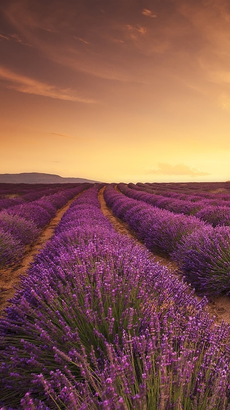 Free download Lavender field sunset sun rays 750x1334 iPhone 8766S [750x1334] for your Desktop, Mobile & Tablet. Explore Sunset Lavender Field Wallpaper. Lavender Color Wallpaper, Lavender Wallpaper, Lavender Background
