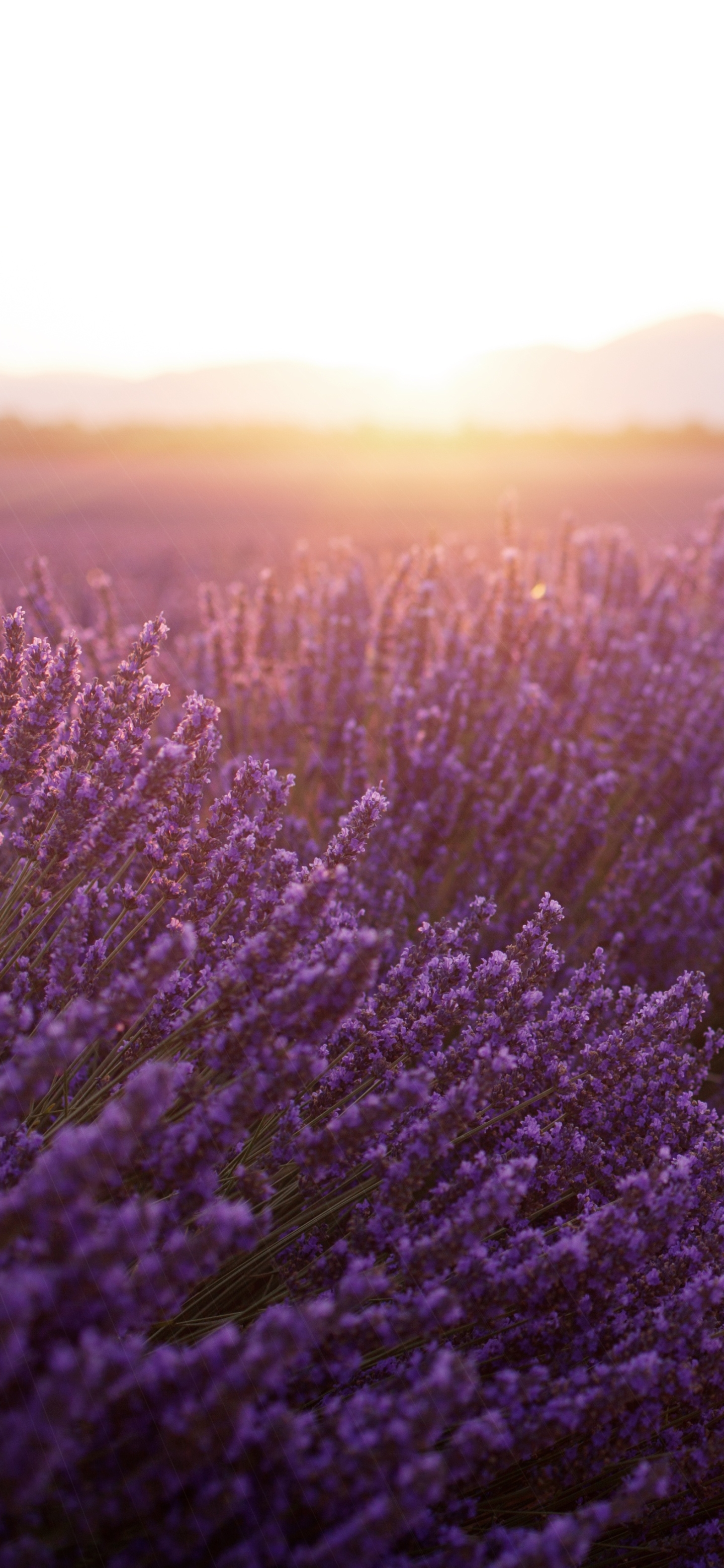 Mobile wallpaper: Landscape, Nature, Flowers, Sunset, Summer, Flower, Earth, Field, Lavender, Depth Of Field, 1165771 download the picture for free
