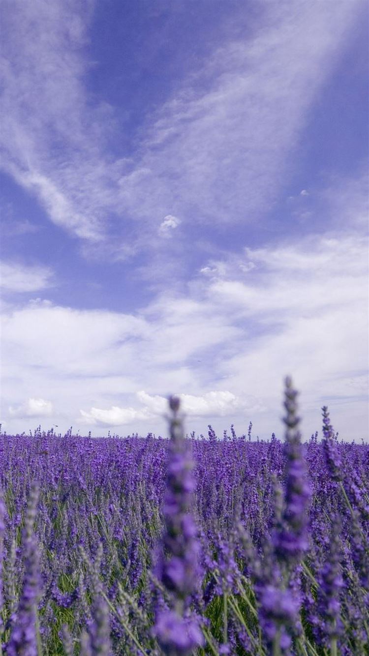 Best Lavender iPhone 8 HD Wallpaper