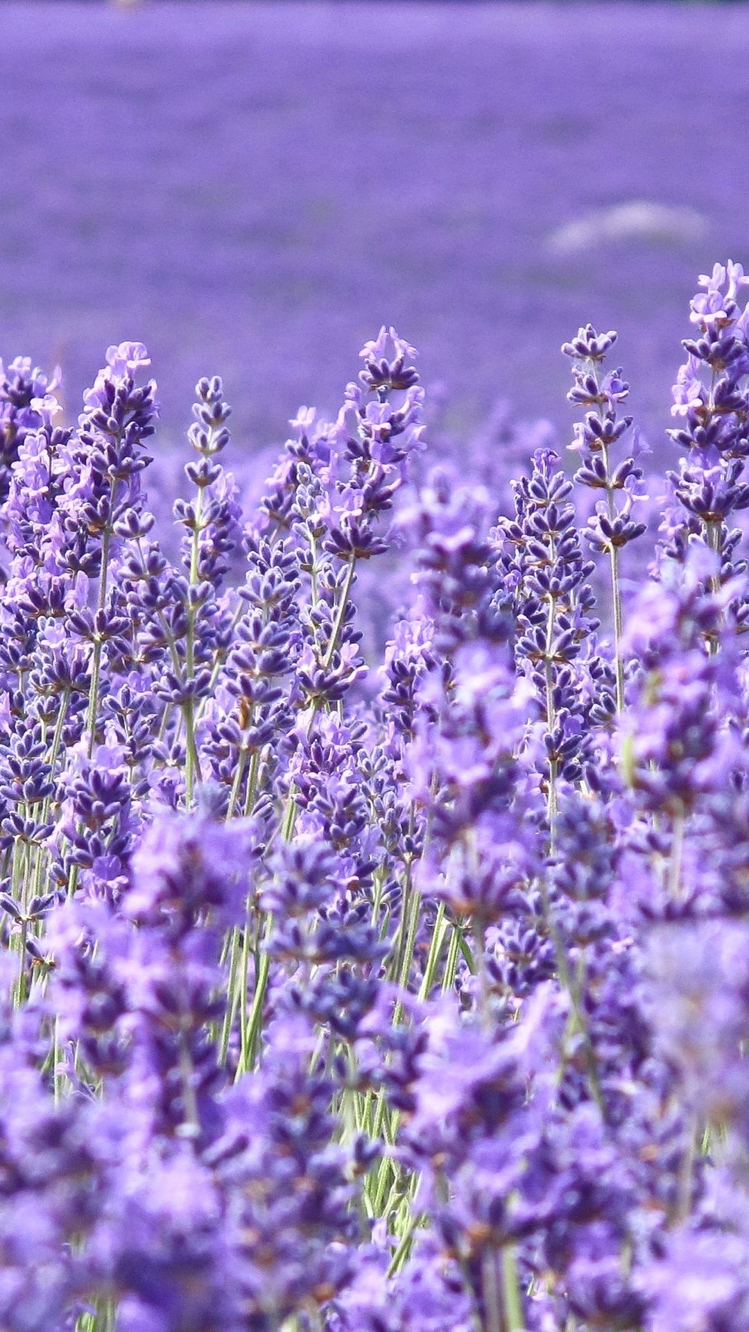 Lavender Wallpaper