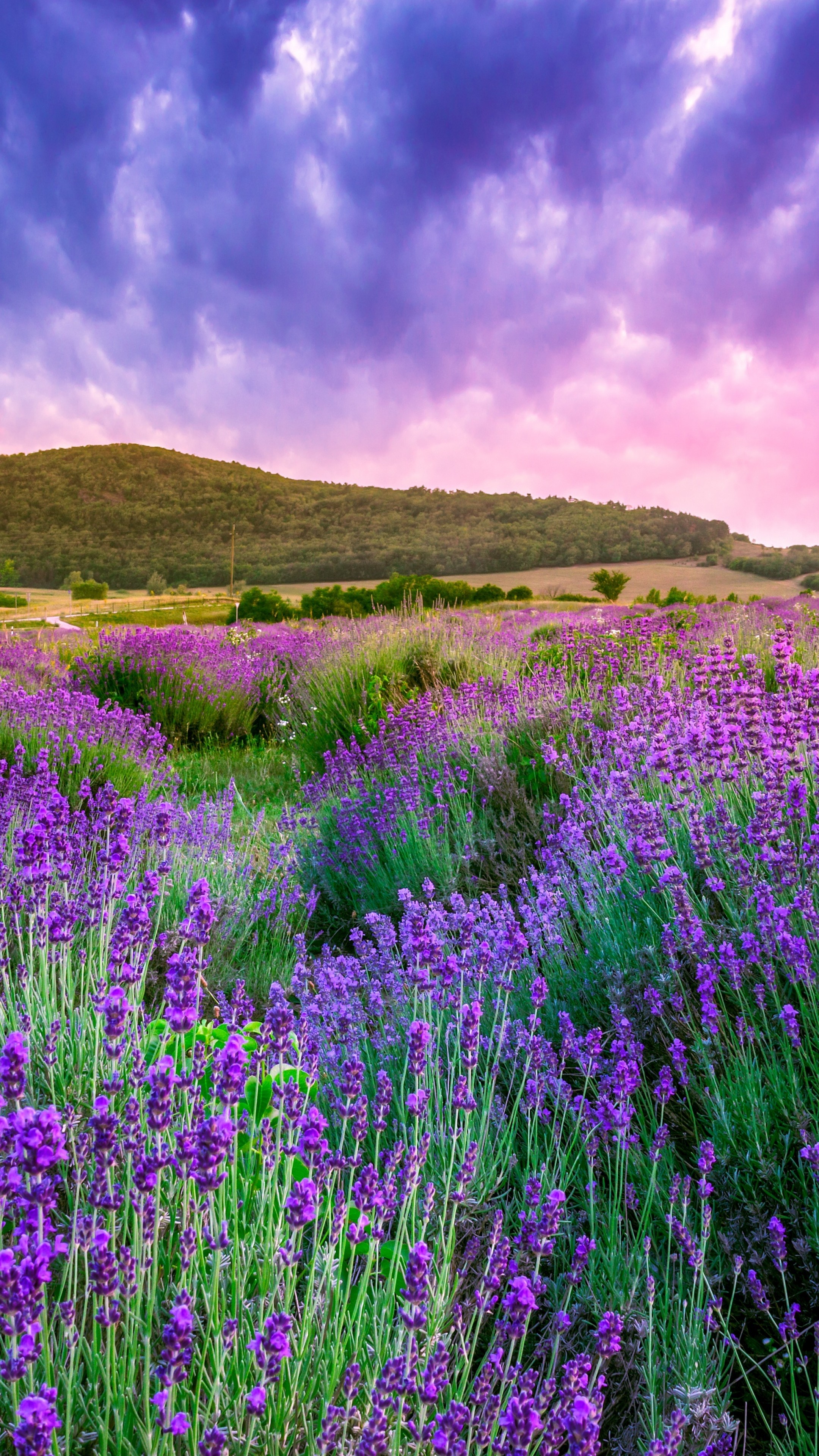 Wallpaper lavender, field, sky, mountain, Provence, France, Europe, 4k, Nature