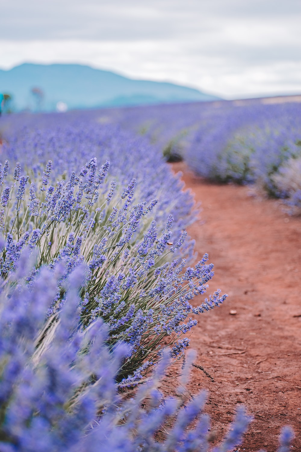 Lavender Farm Picture. Download Free Image