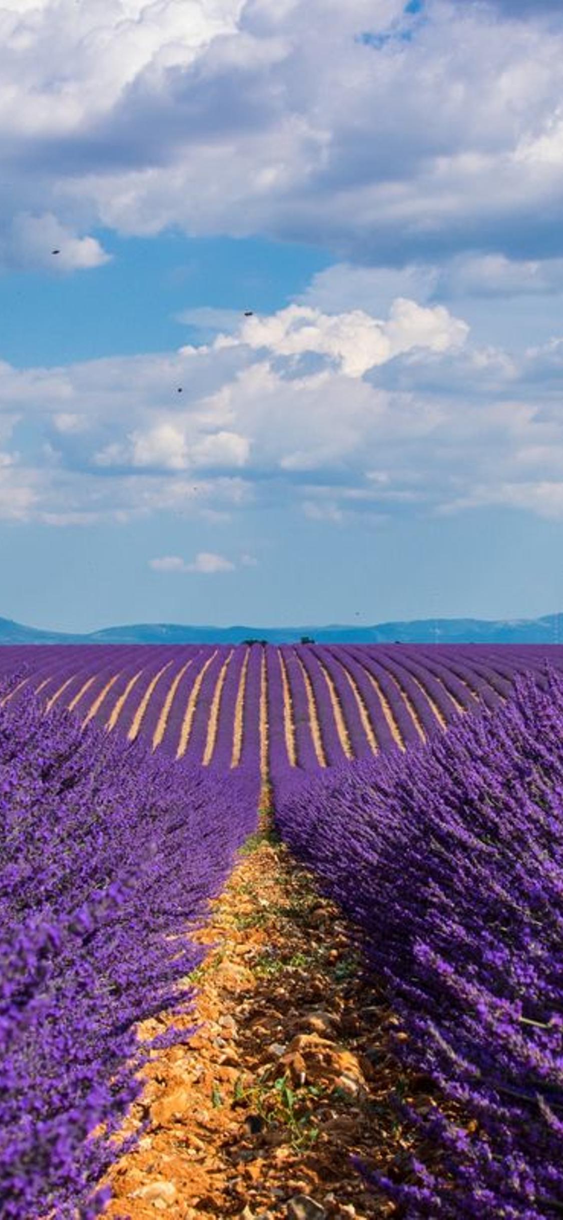 Country path in the middle of Lavender field -Purple perfume