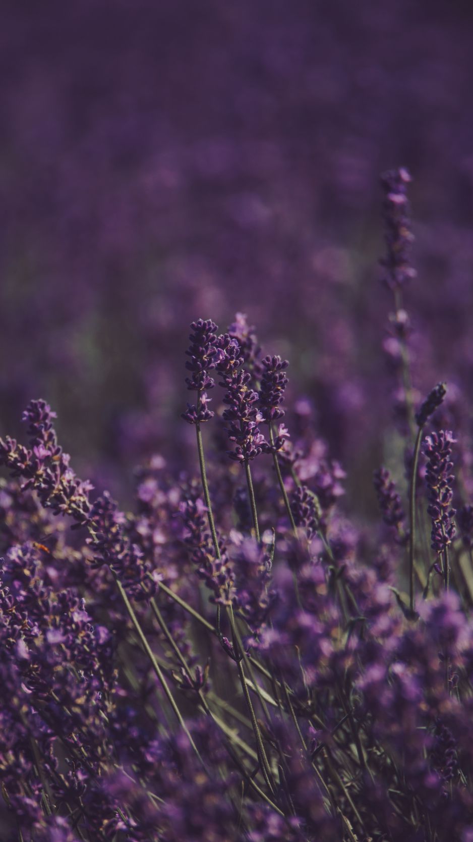 Download Wallpaper 938x1668 Lavender, Flowers, Field, Purple, Bloom Iphone 8 7 6s 6 For Parallax HD Background