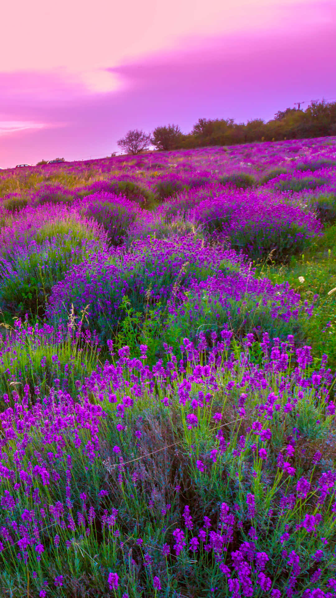 Download Lavender Field At Sunset Wallpaper