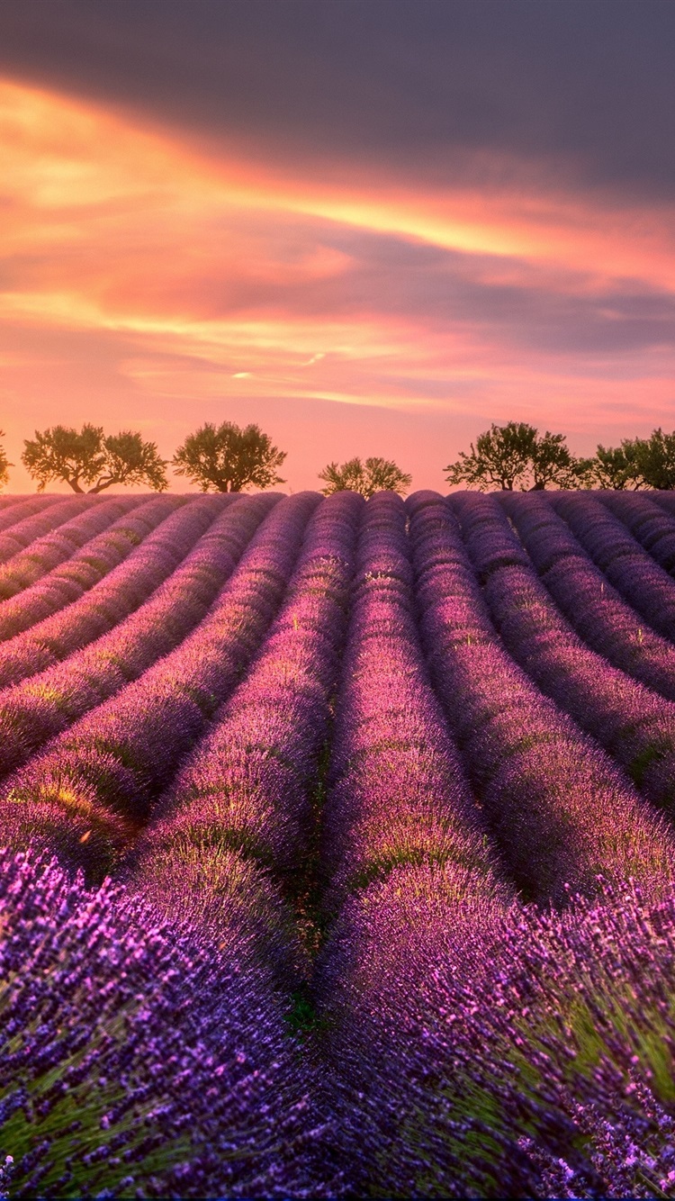 Lavender Field iPhone Wallpapers - Wallpaper Cave