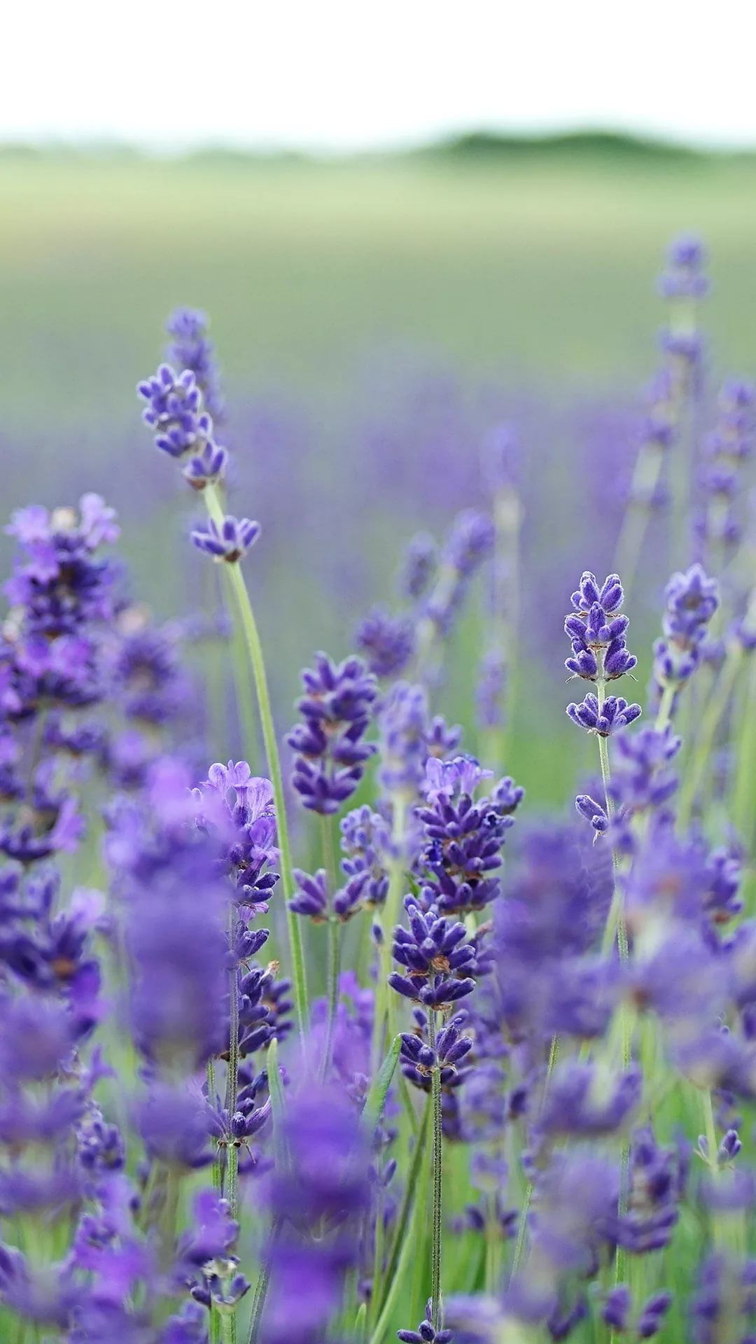 Lavender iPhone Wallpaper Free Lavender iPhone Background