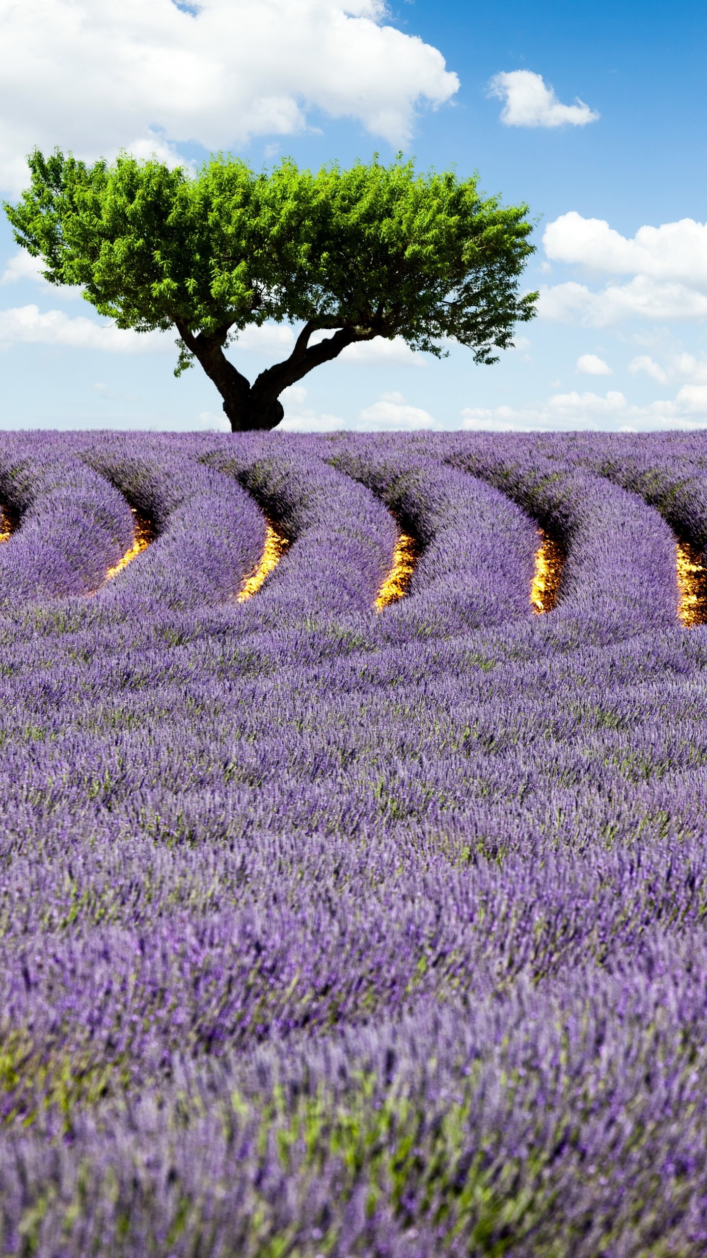 Wallpaper Lavender field, 4k, HD wallpaper, Provence, France, Meadows, lavender, tree, sky, Nature