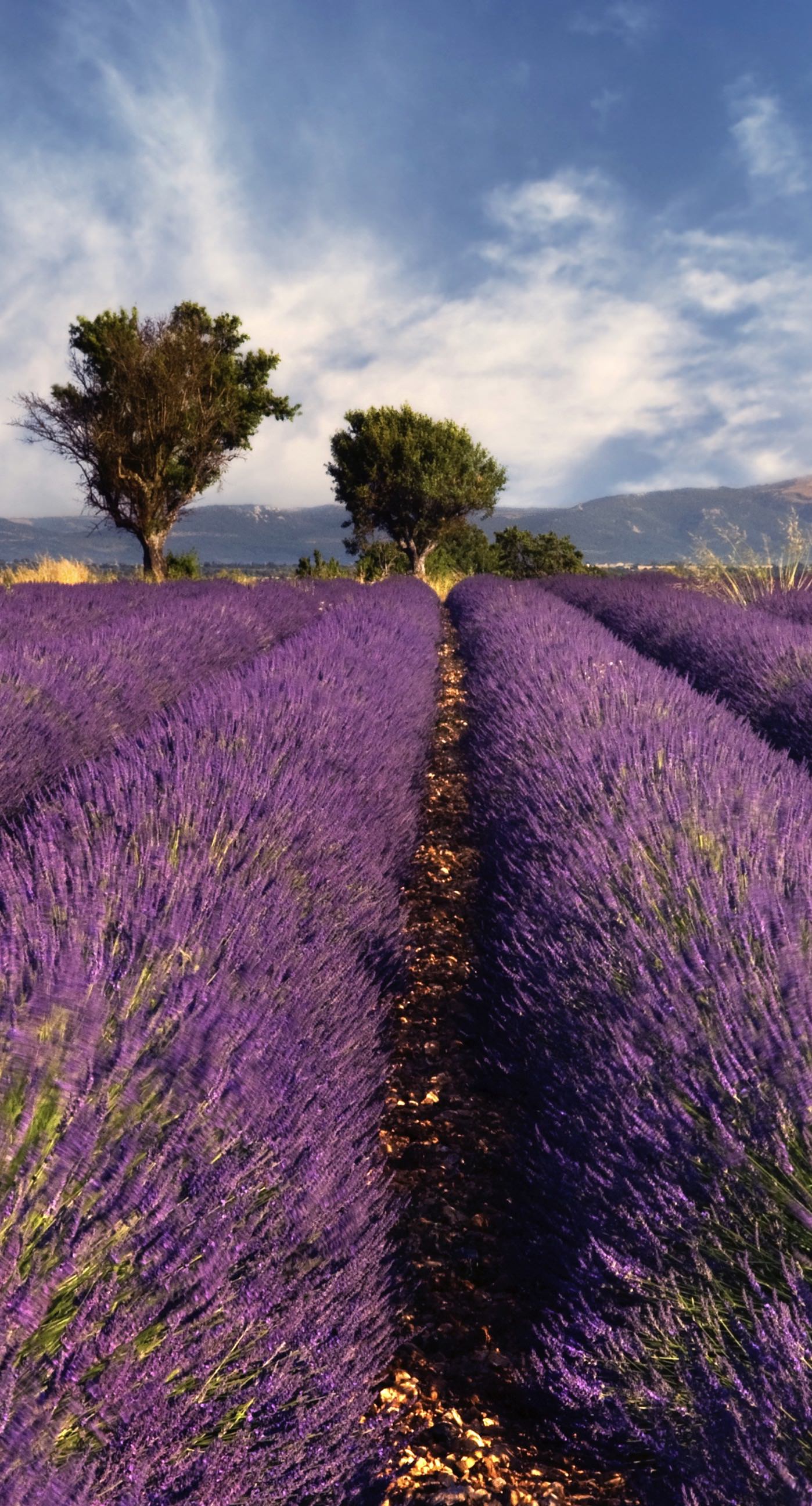 Lavender flower landscape. wallpaper.sc iPhone6sPlus