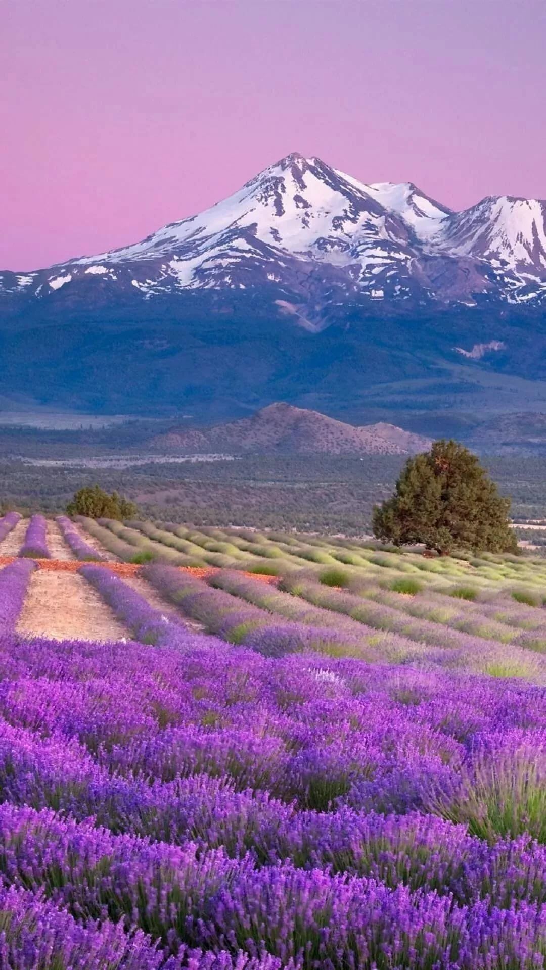 Lavender Field iPhone Wallpapers - Wallpaper Cave