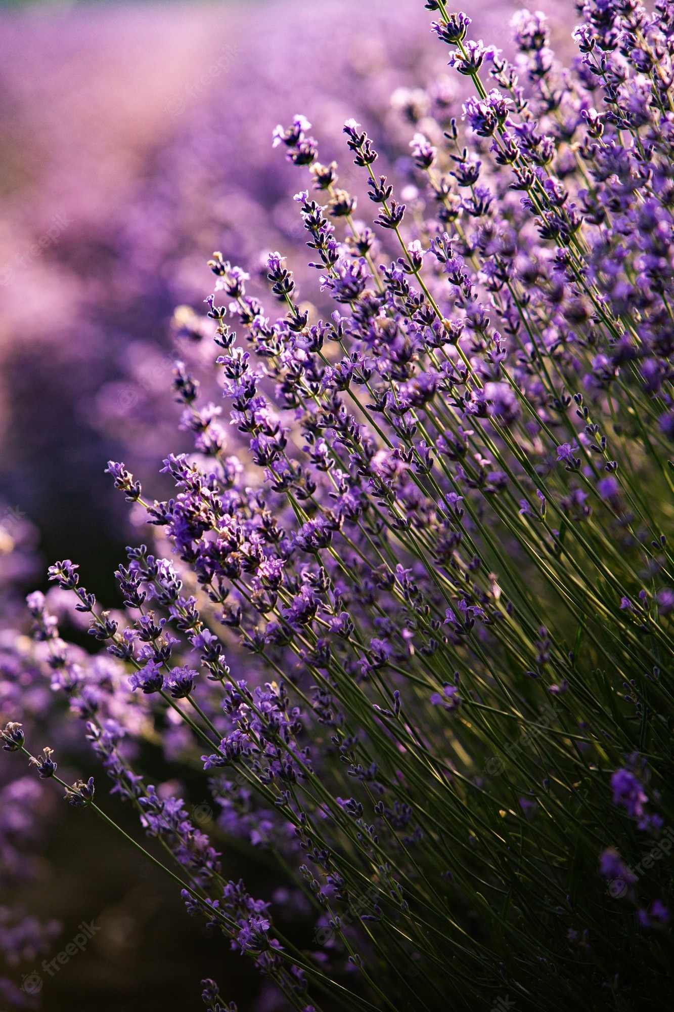 Premium Photo. Beautiful lavender field at sunrise with purple flower background